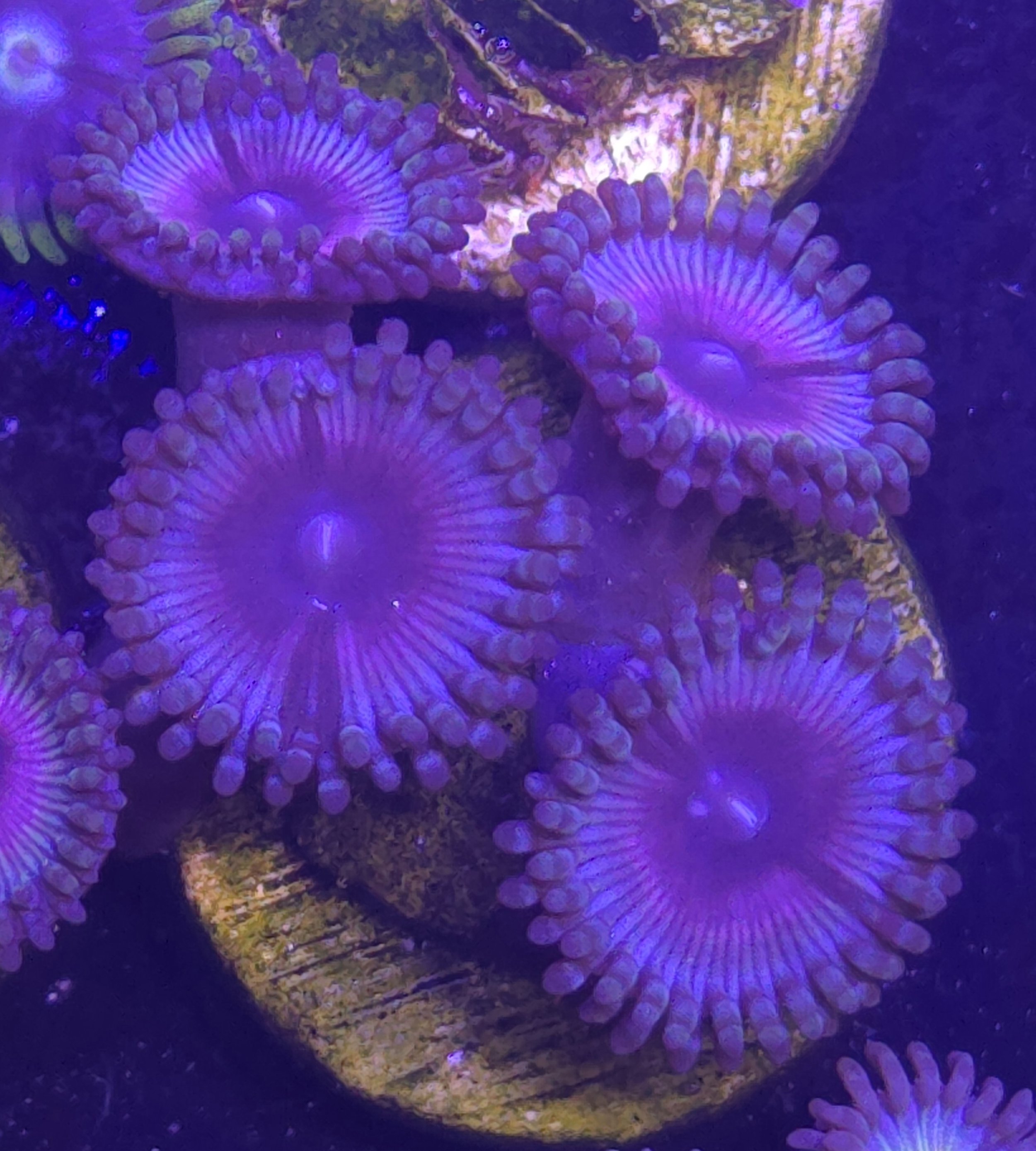Hibiscus zoa