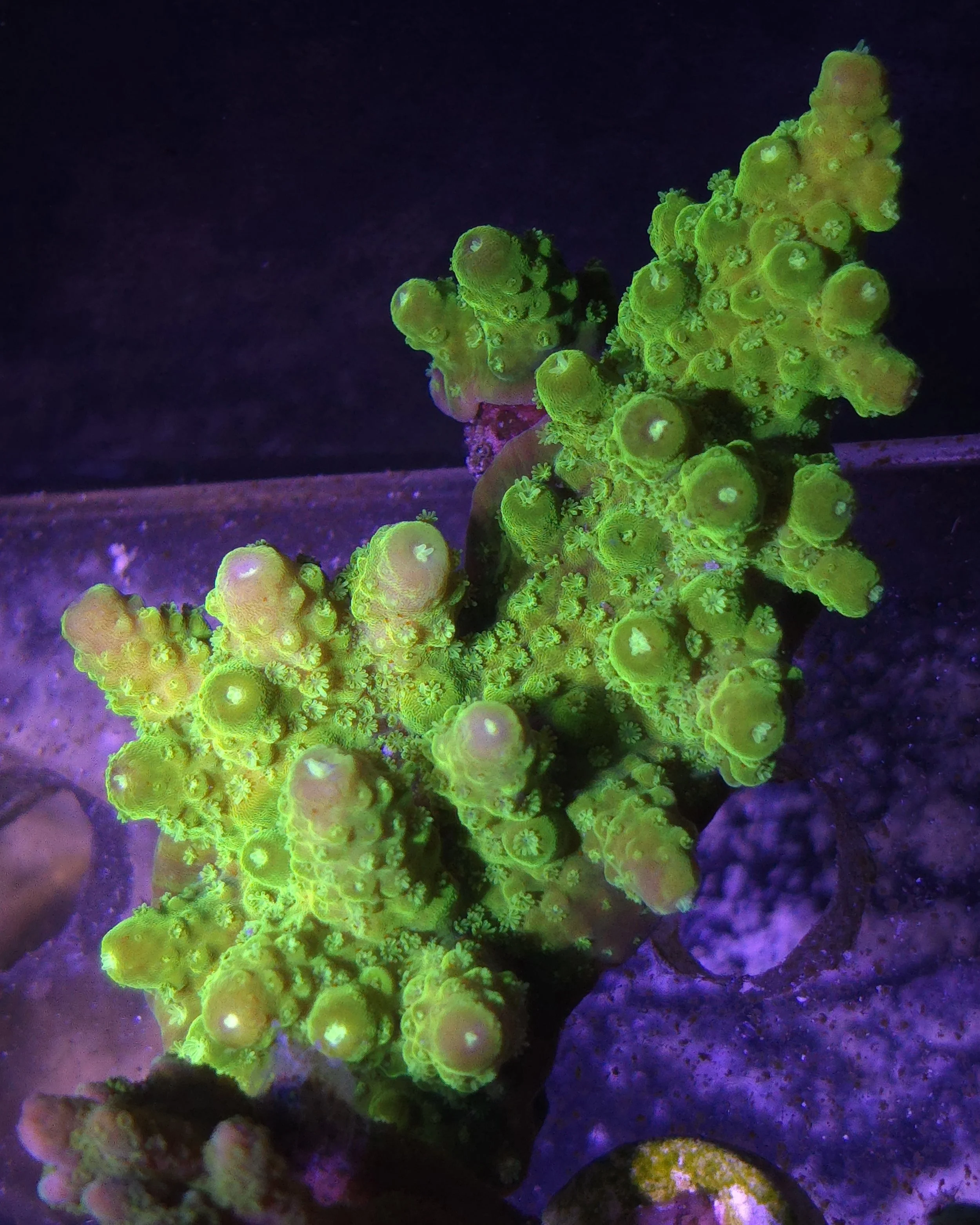 Acropora Florida colony