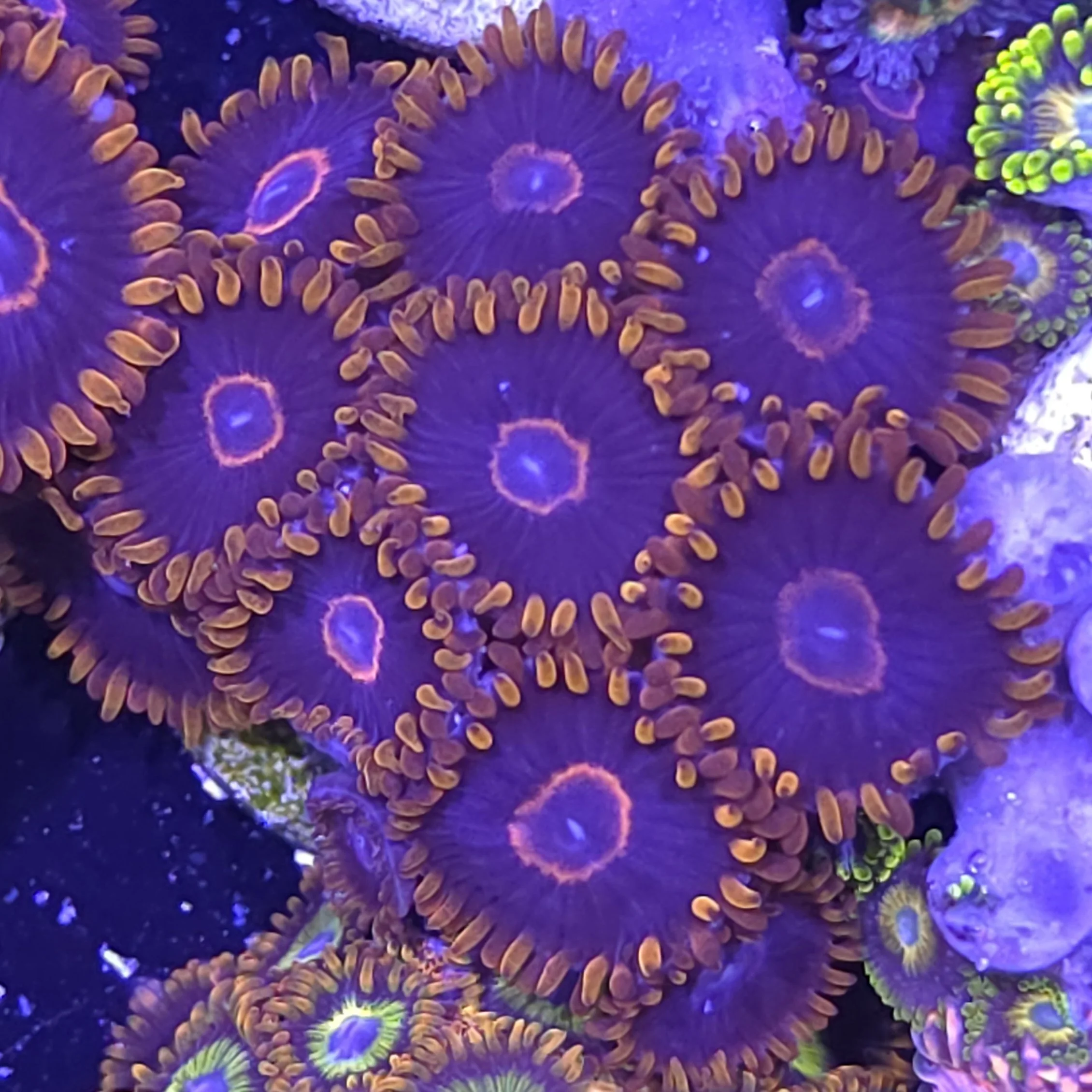 Red hornet zoas