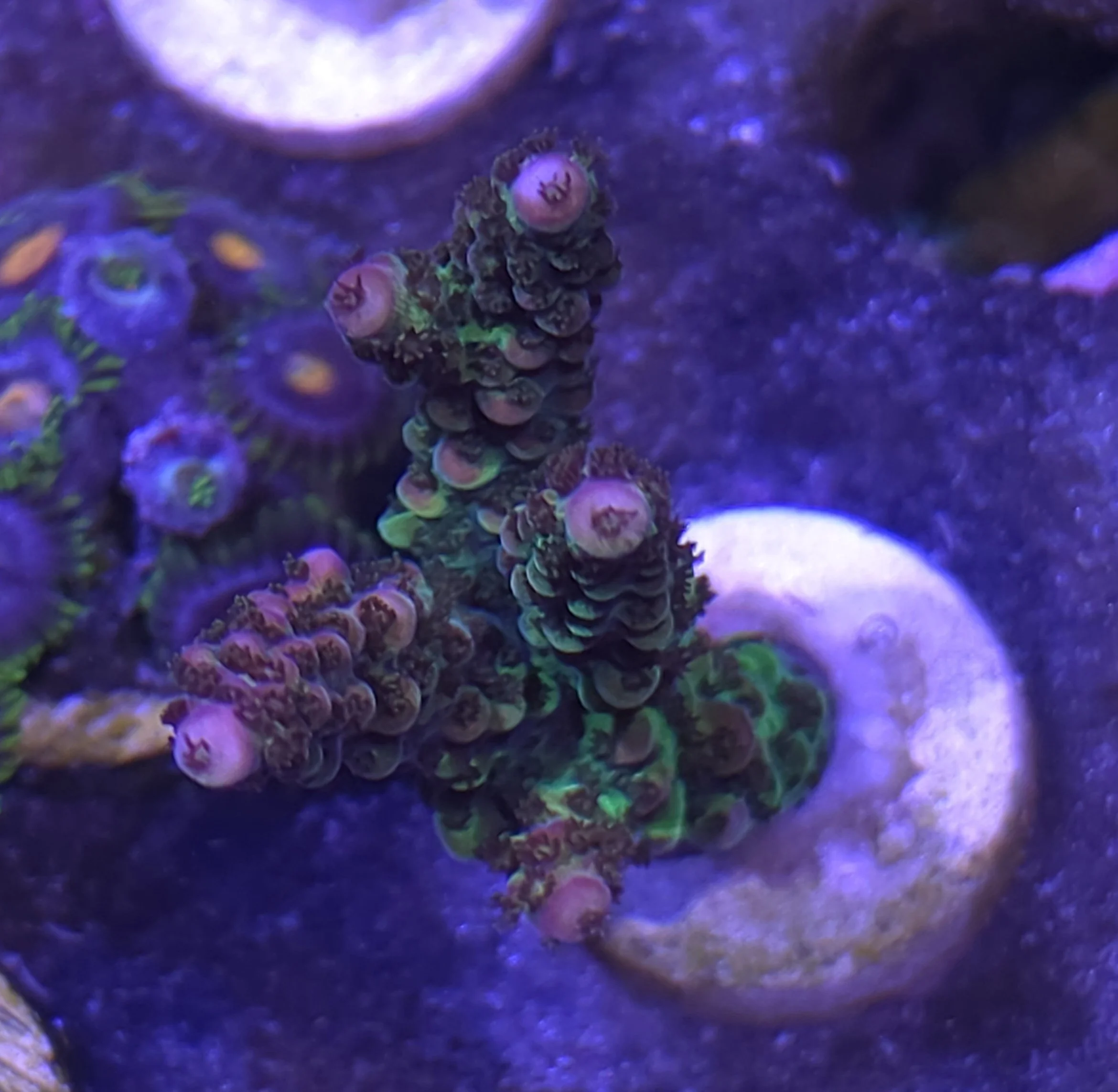 Pc rainbow acropora