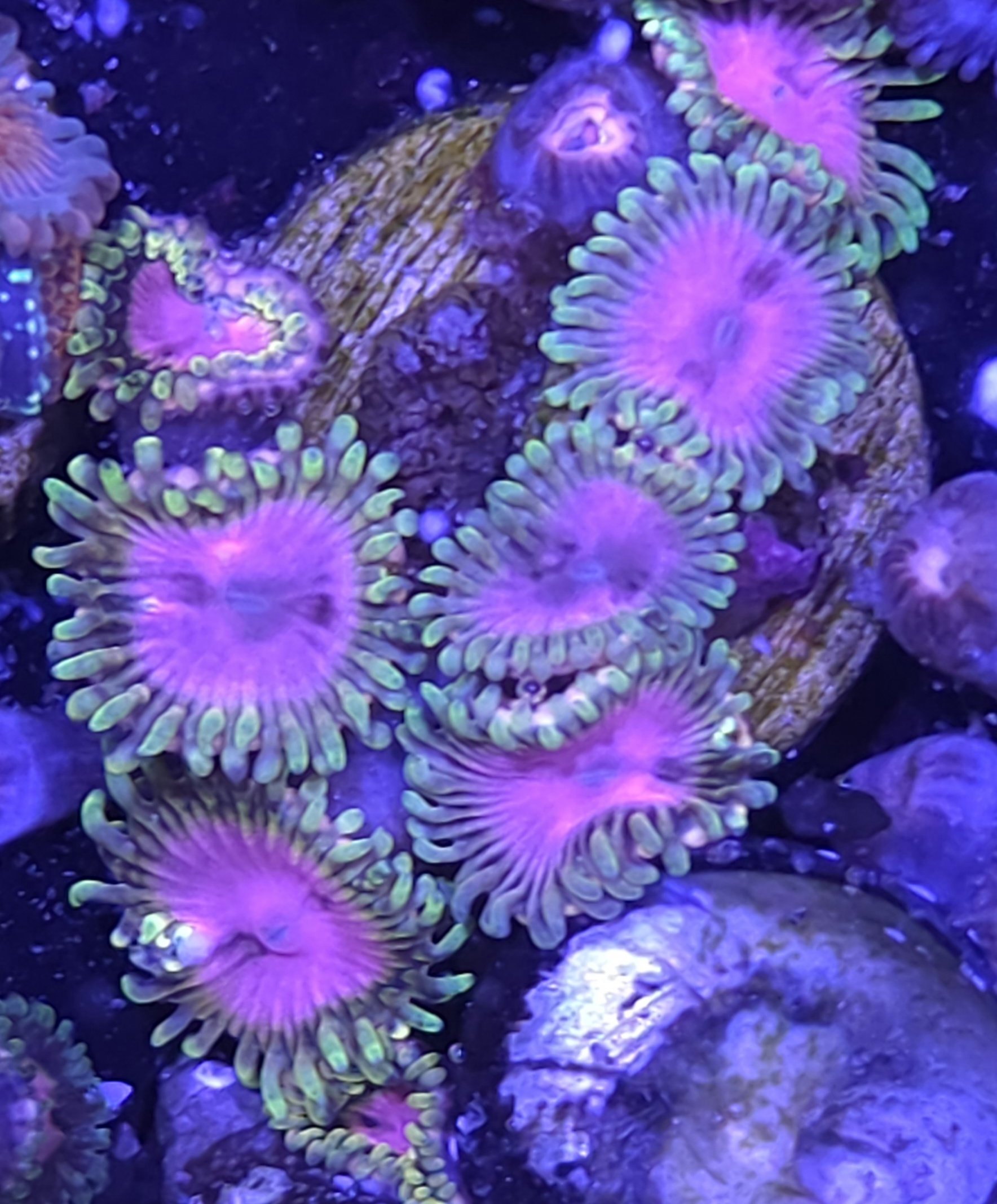 Pink diamond zoas