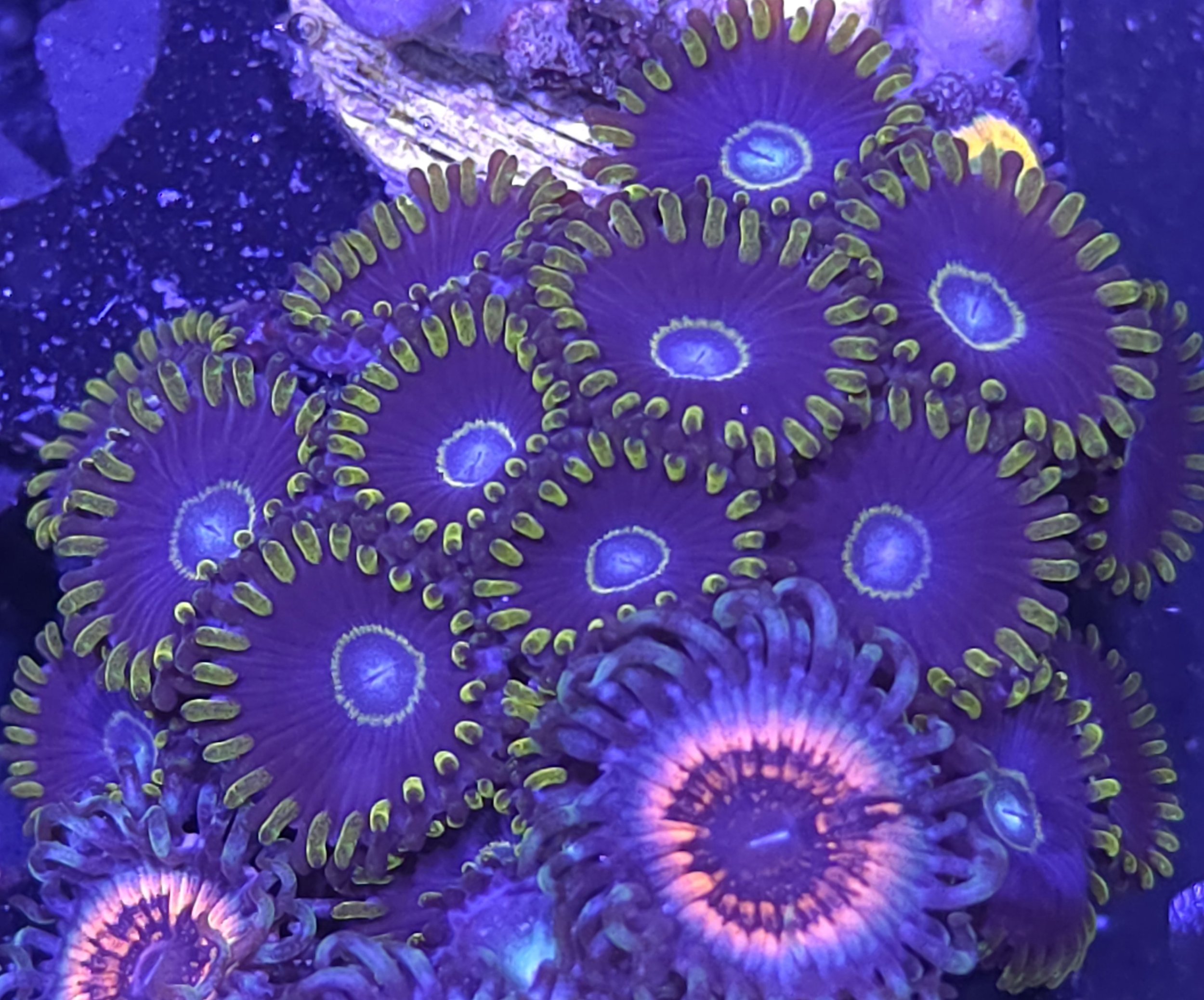 Blue hornet zoas