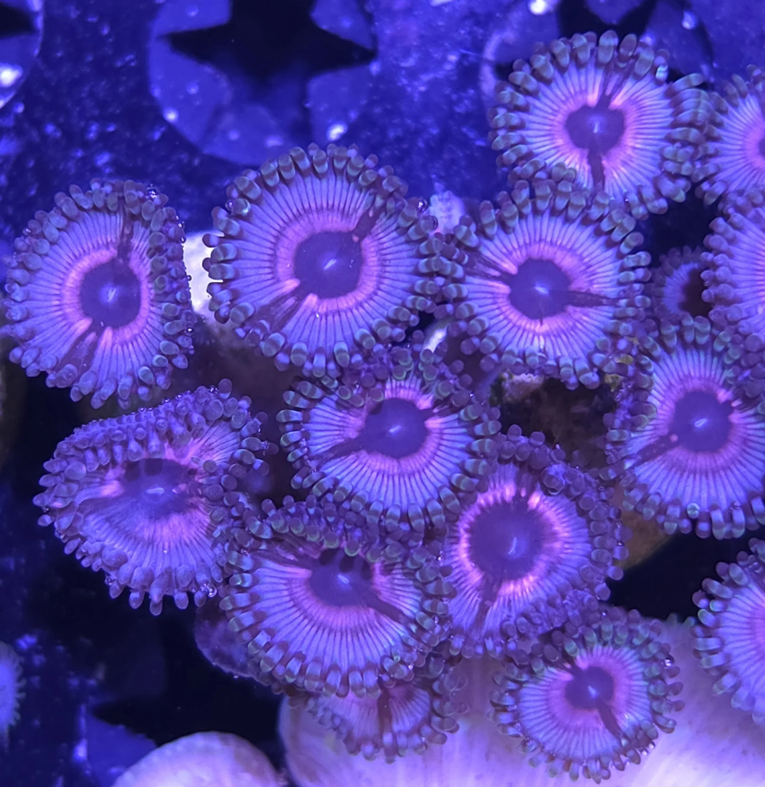 Hibiscus zoa