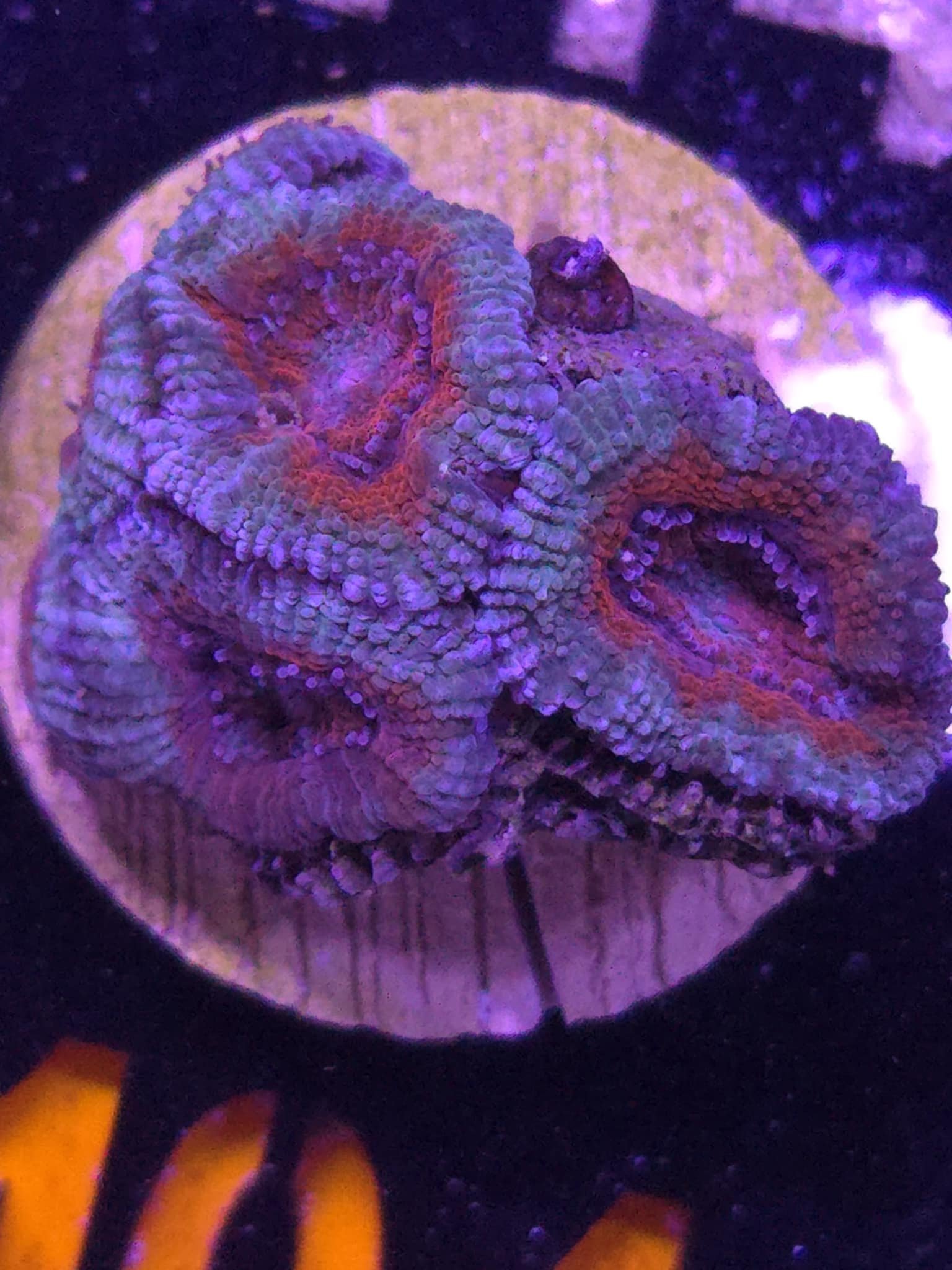Ultra Acan