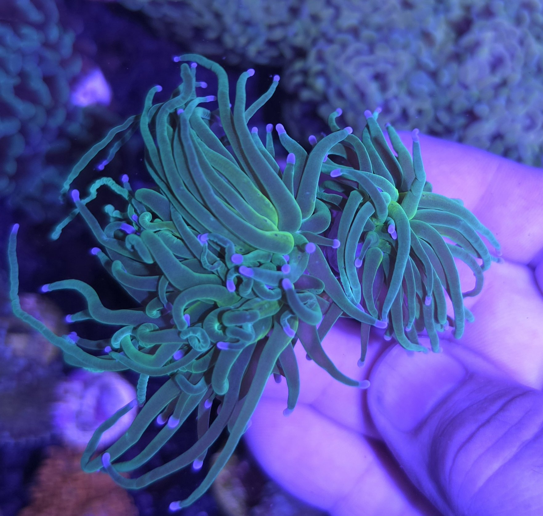 Bright green torch