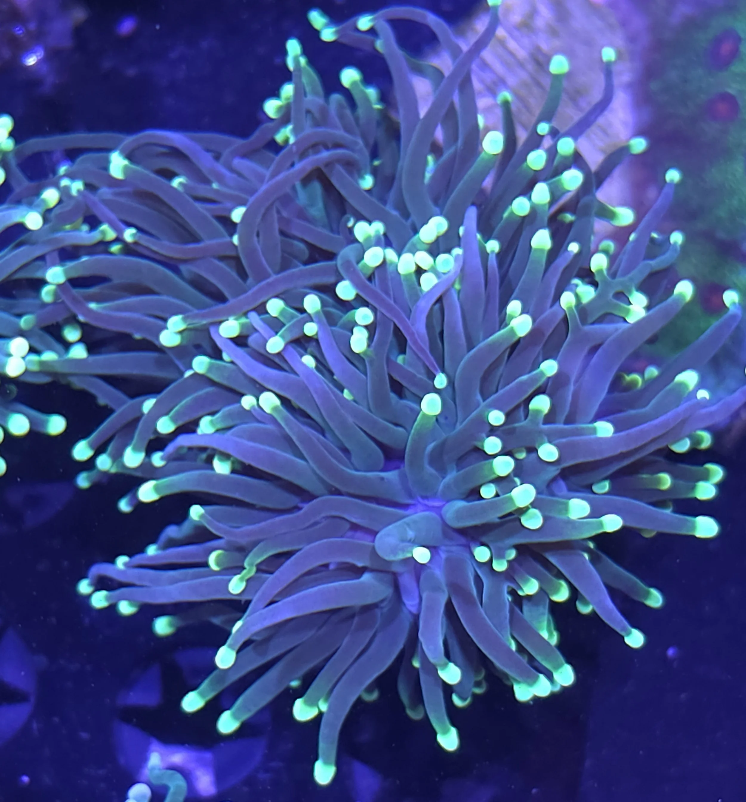 Yellow tip torch