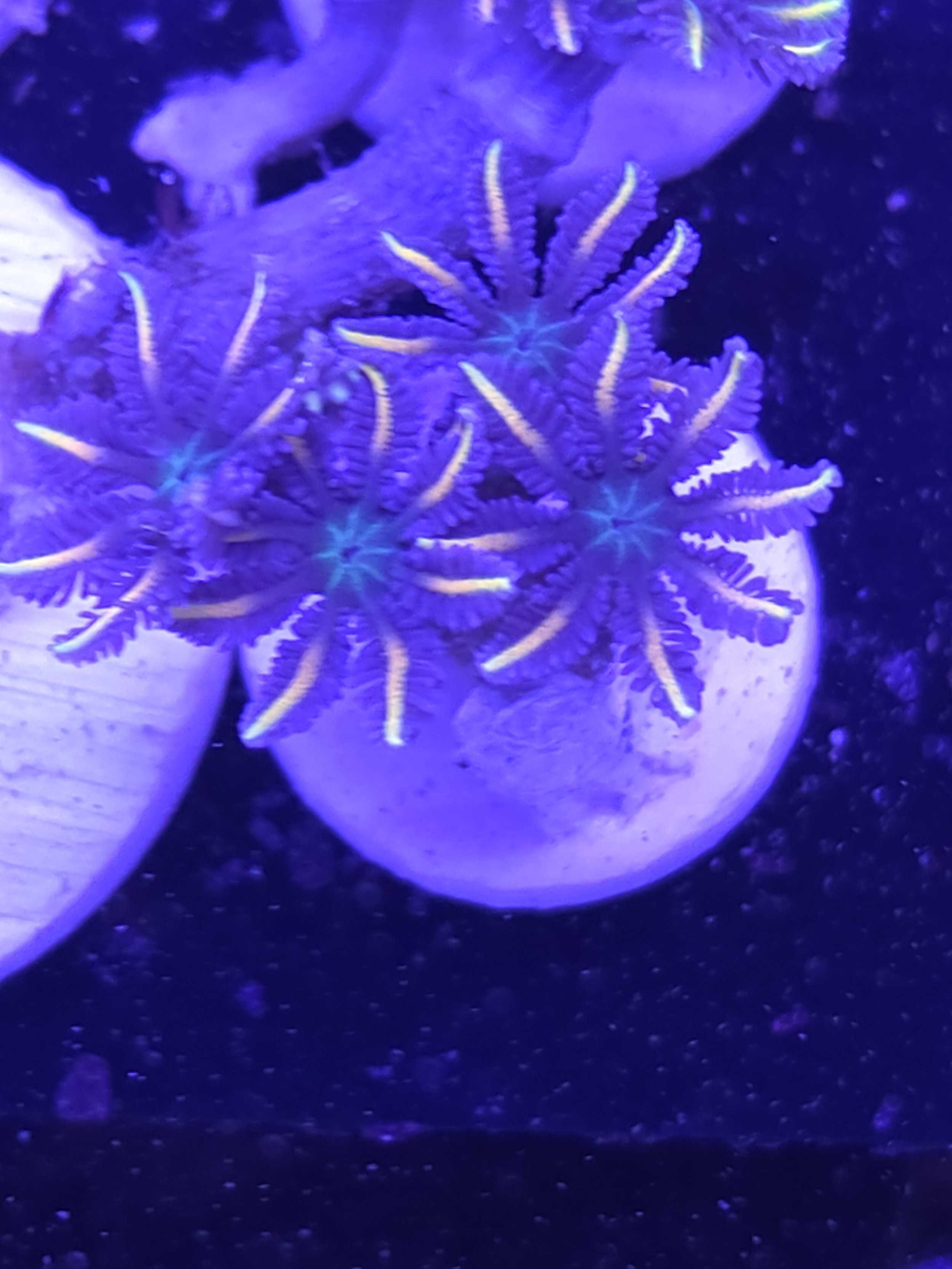 Firework Clove polyps