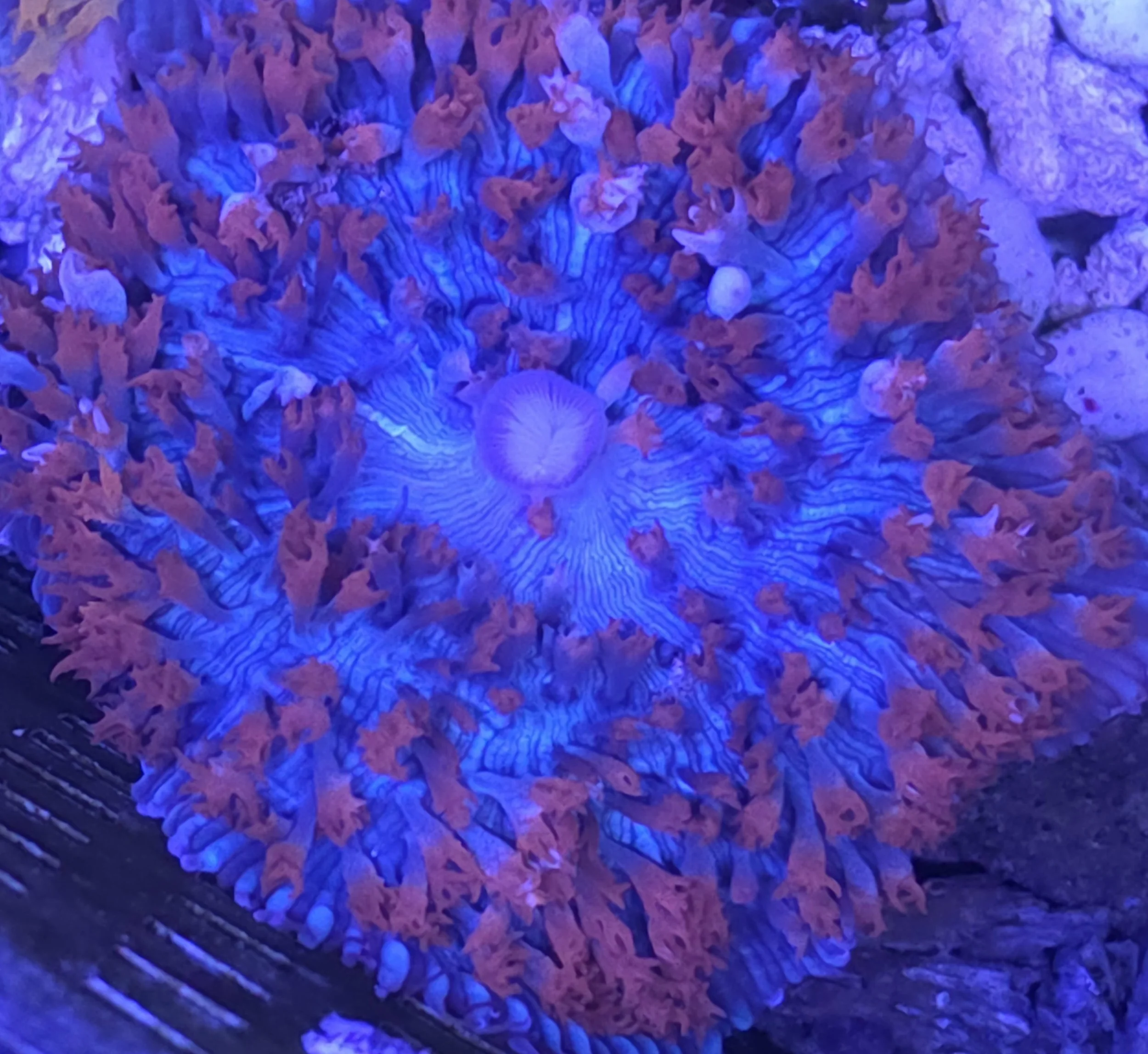 Red and blue st Thomas mushroom