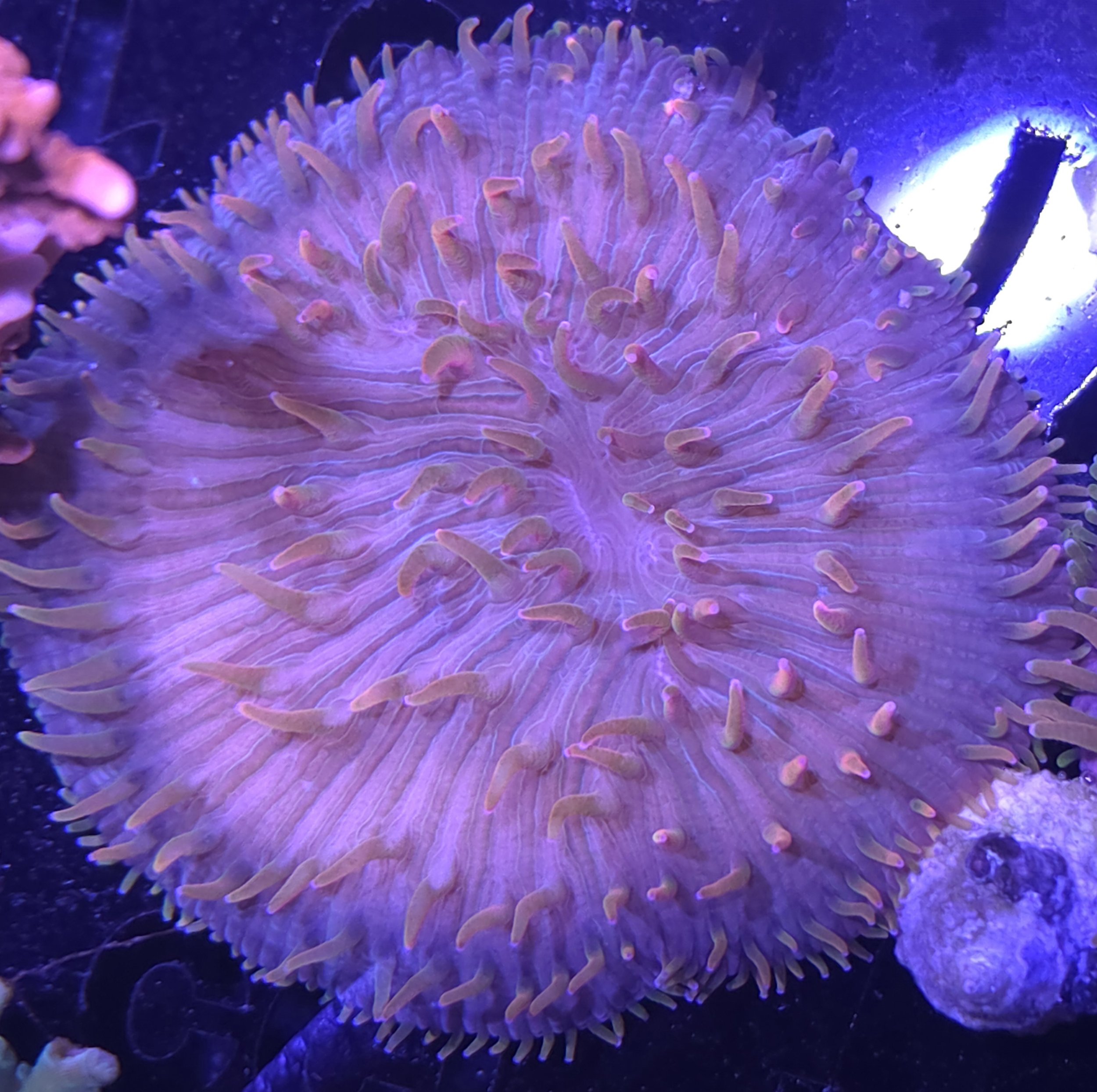 Rainbow diaseris plate coral