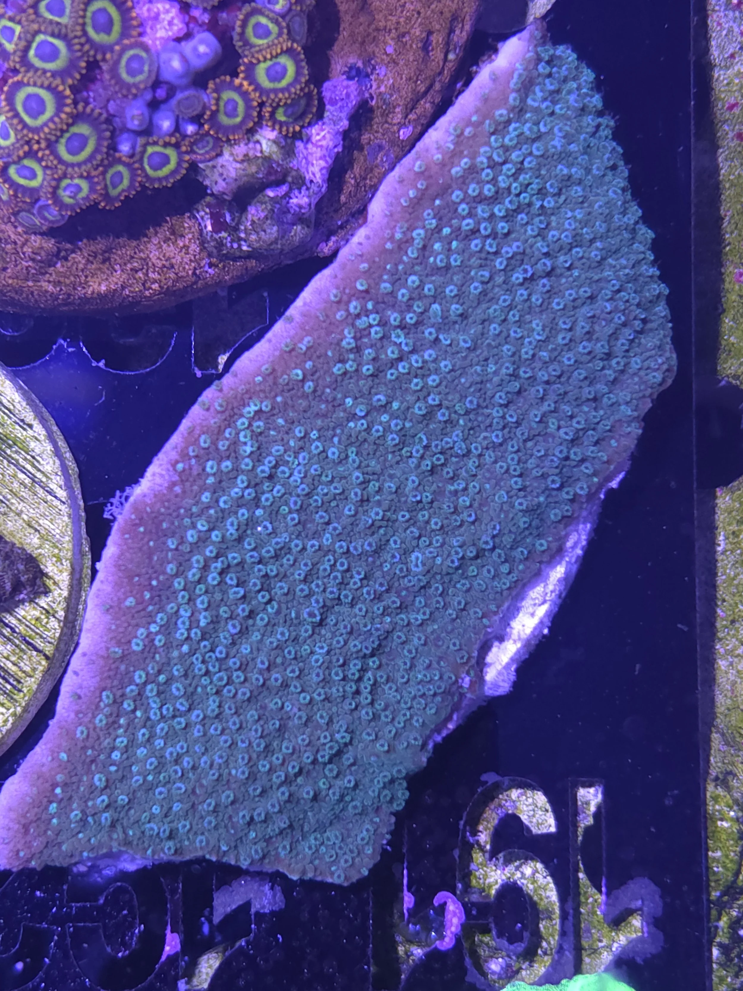 Blue polyp encrusting montipora