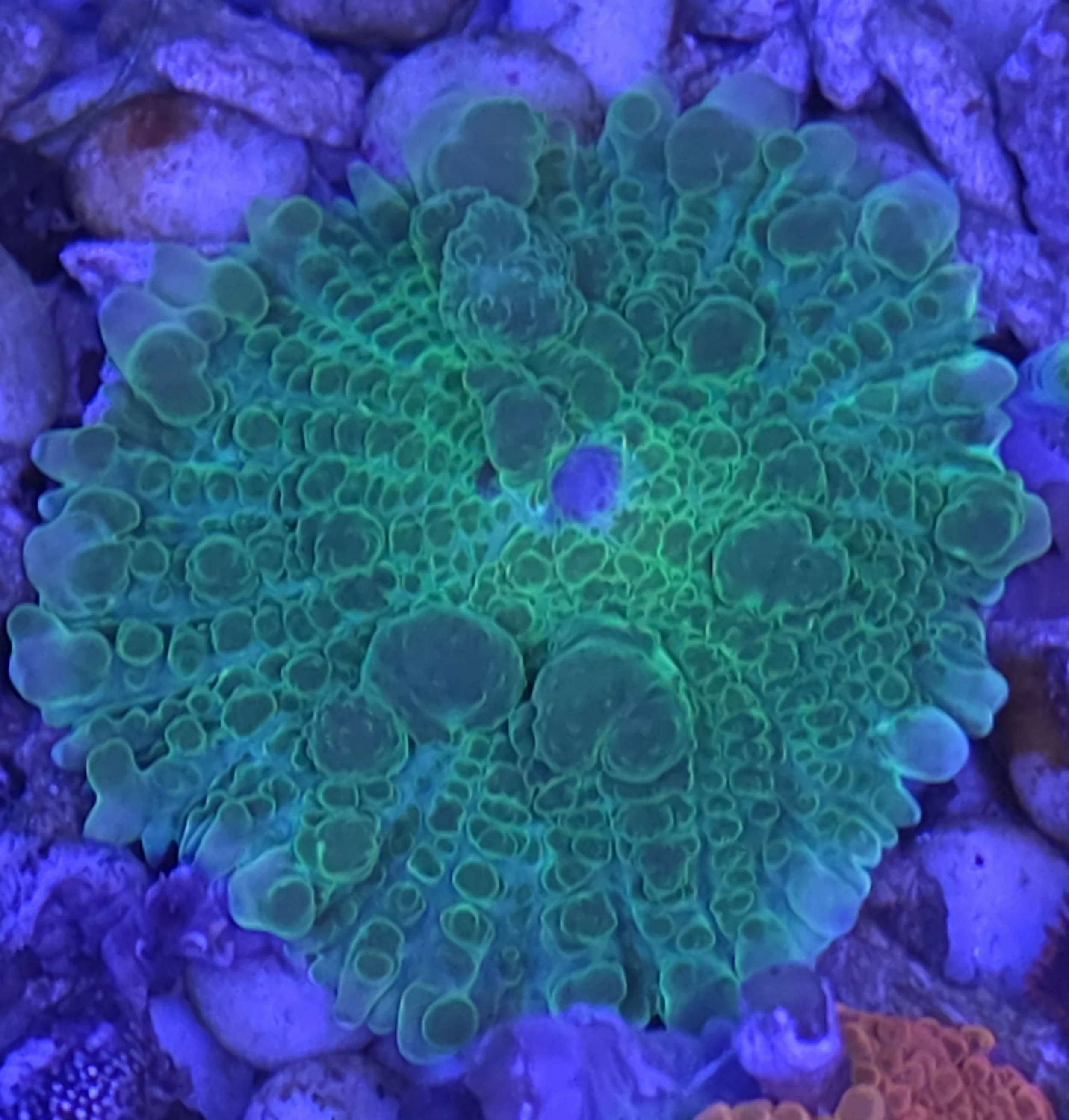 Emerald bounce mushroom