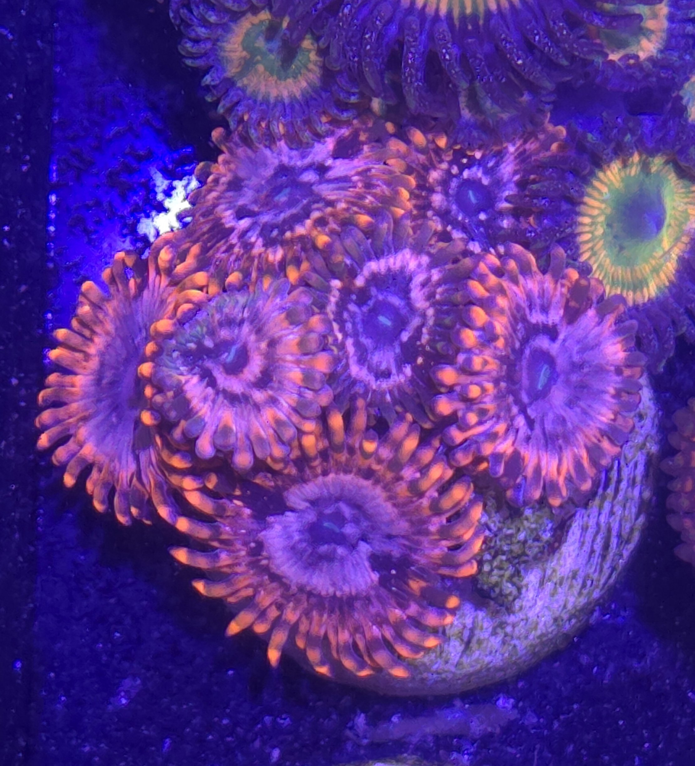 Utter chaos zoa