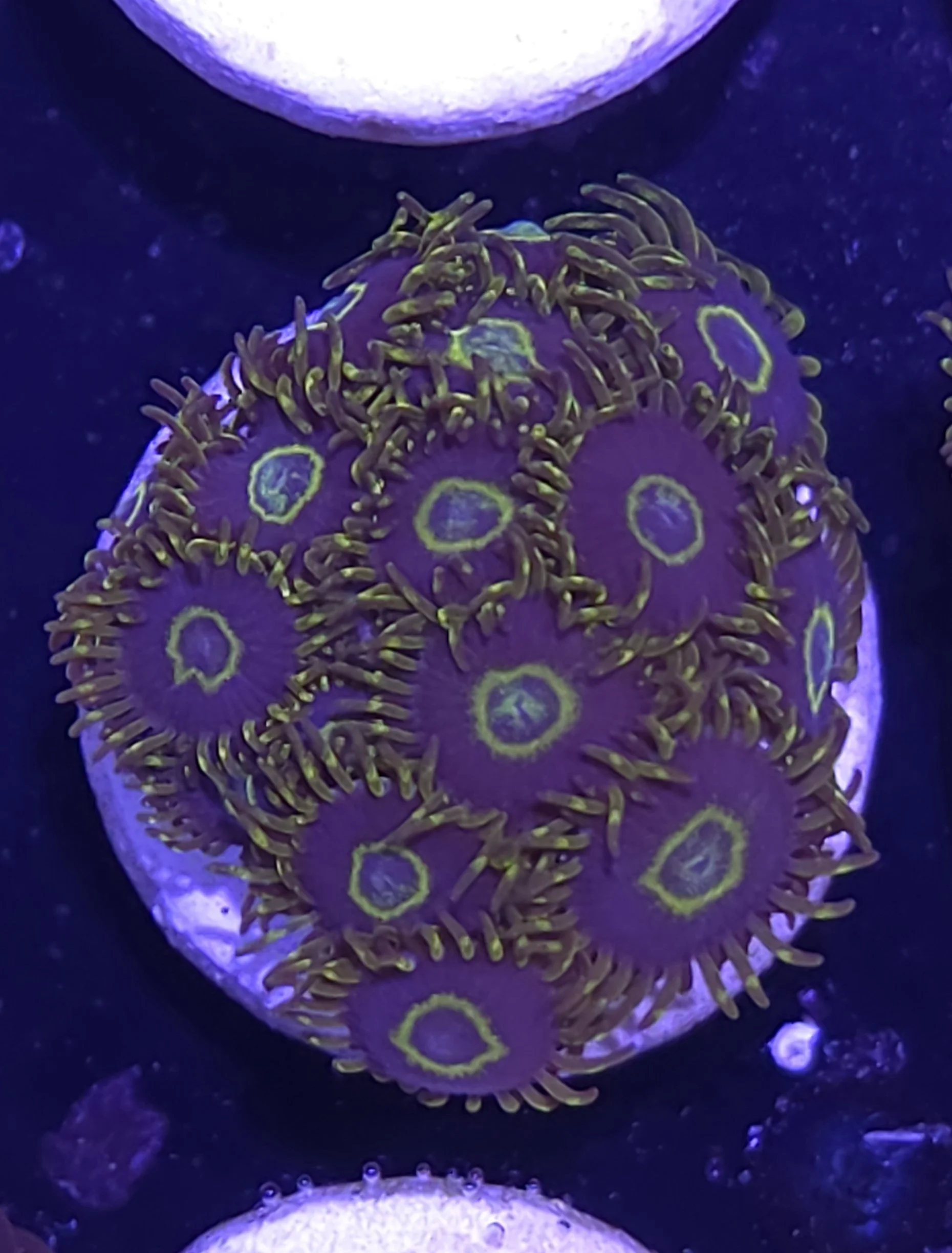 Purple hornets zoas