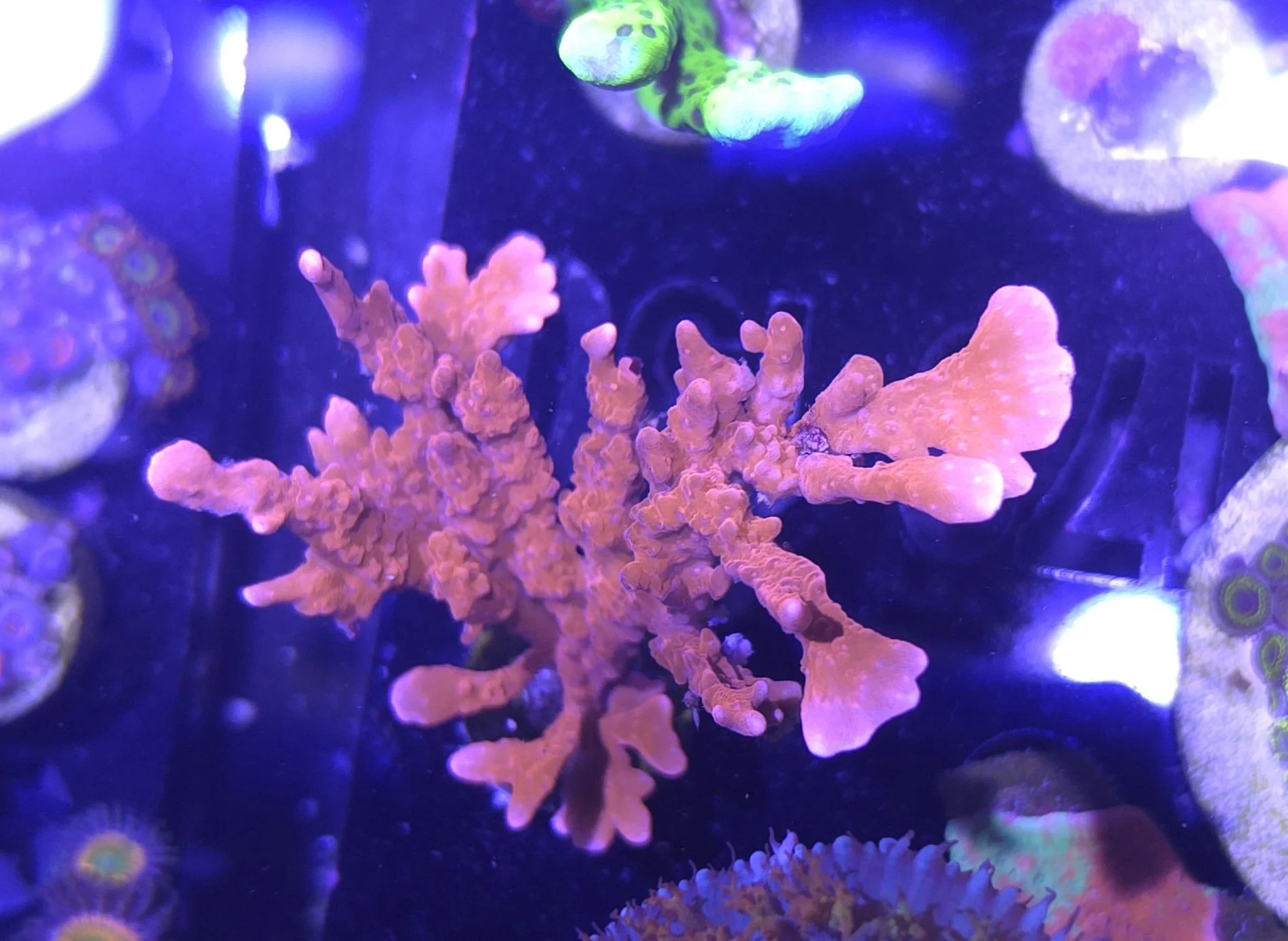 Manila spy montipora