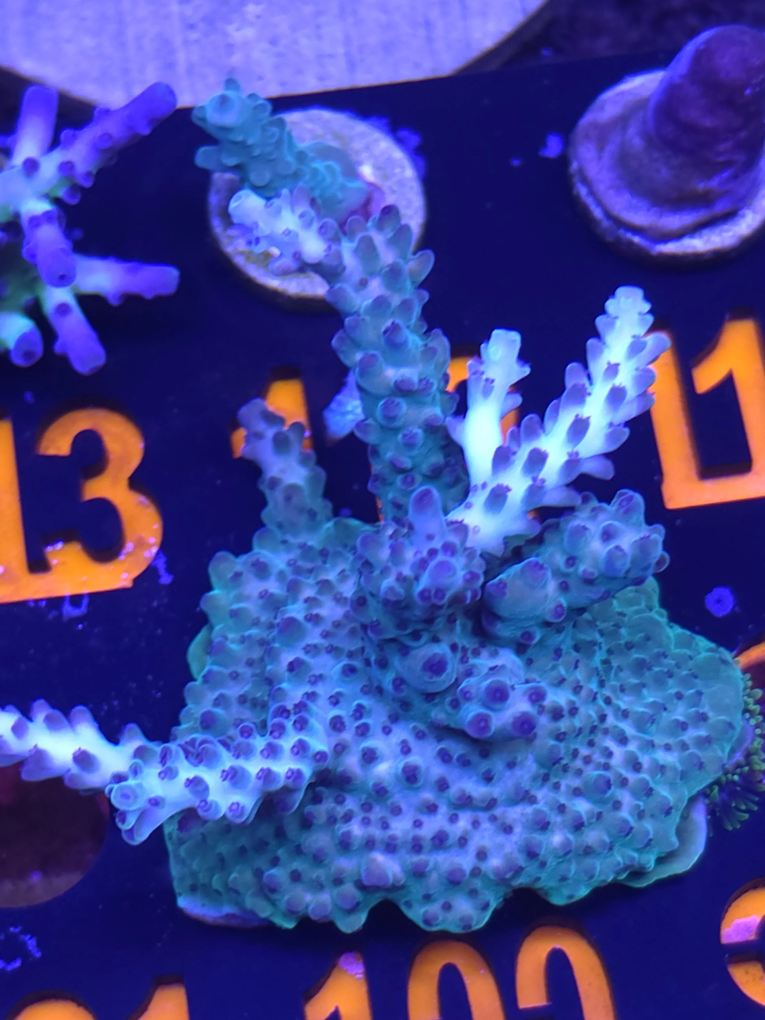 Raspberry limeade acropora colony