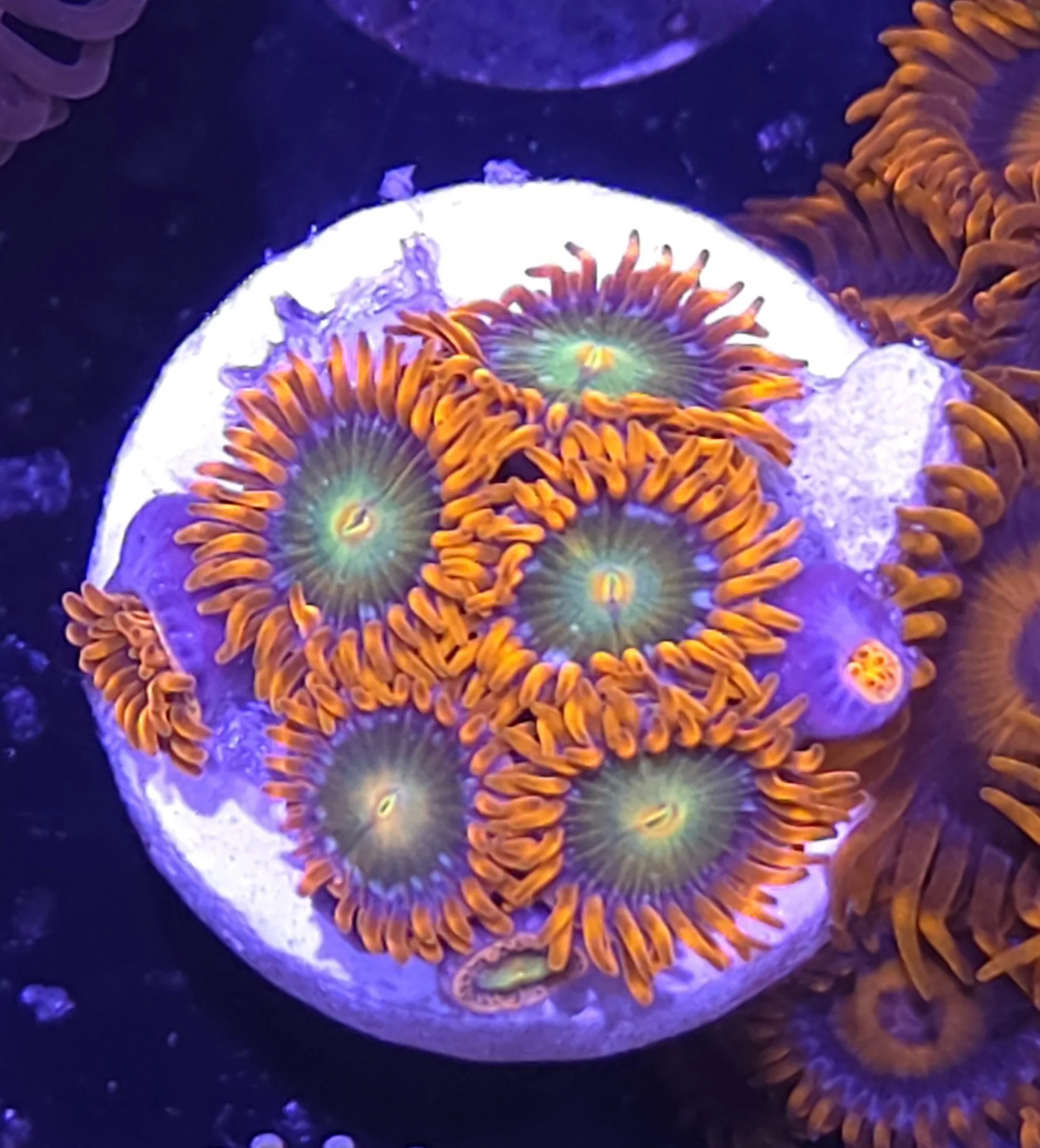 29625.jpg