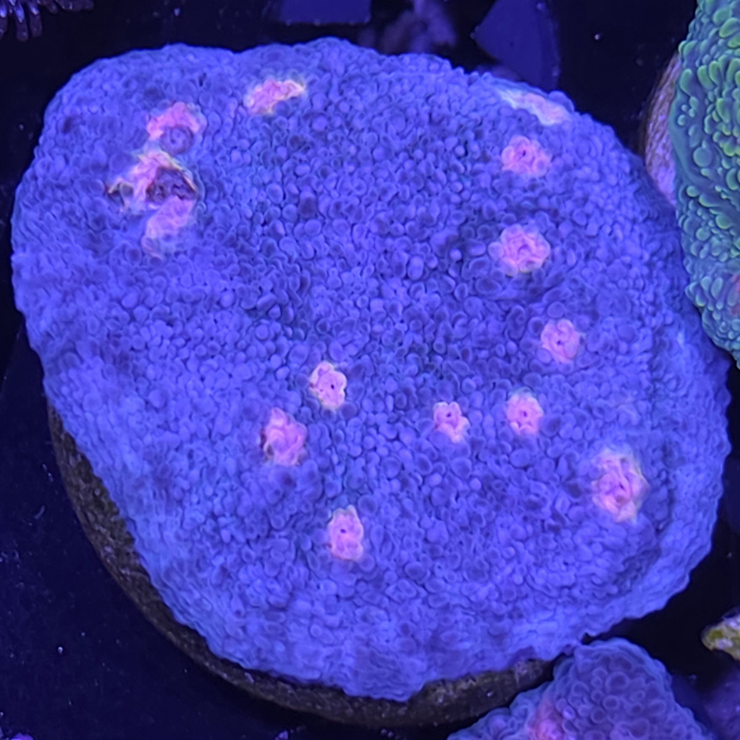 Miami hurricane chalice