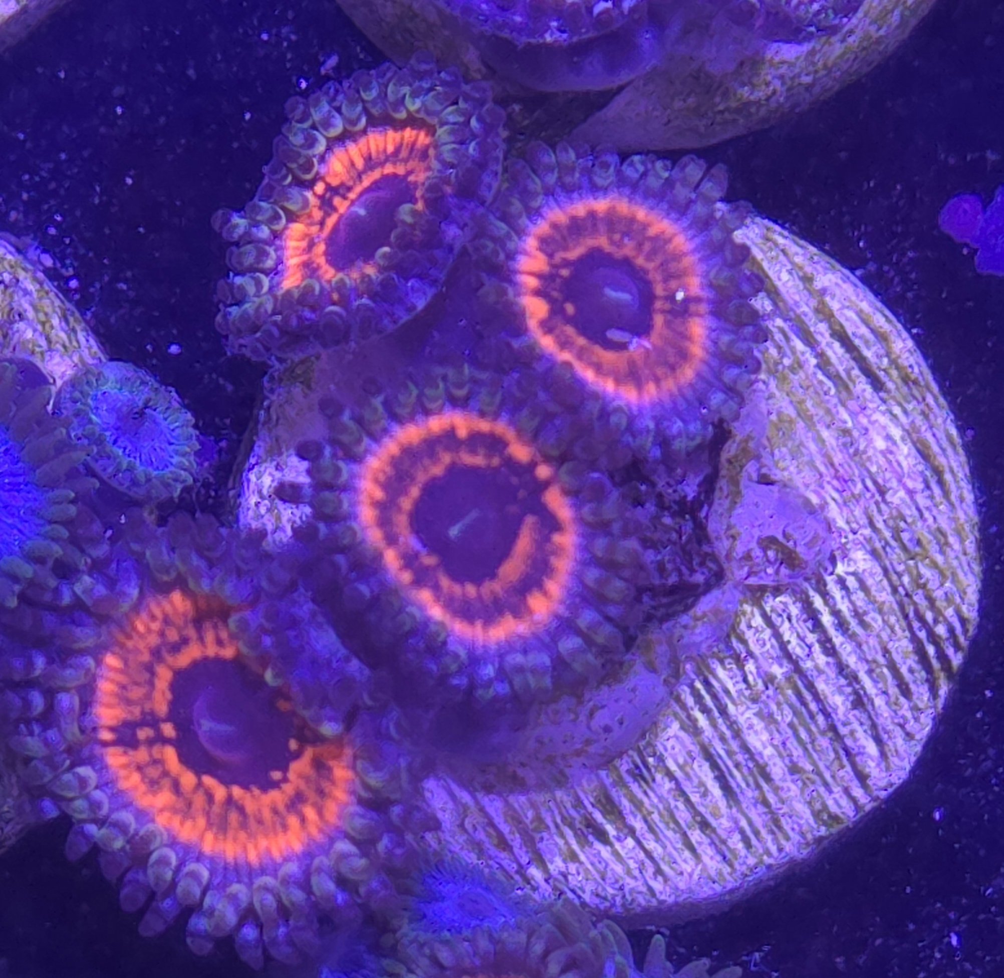 Devils armor zoa