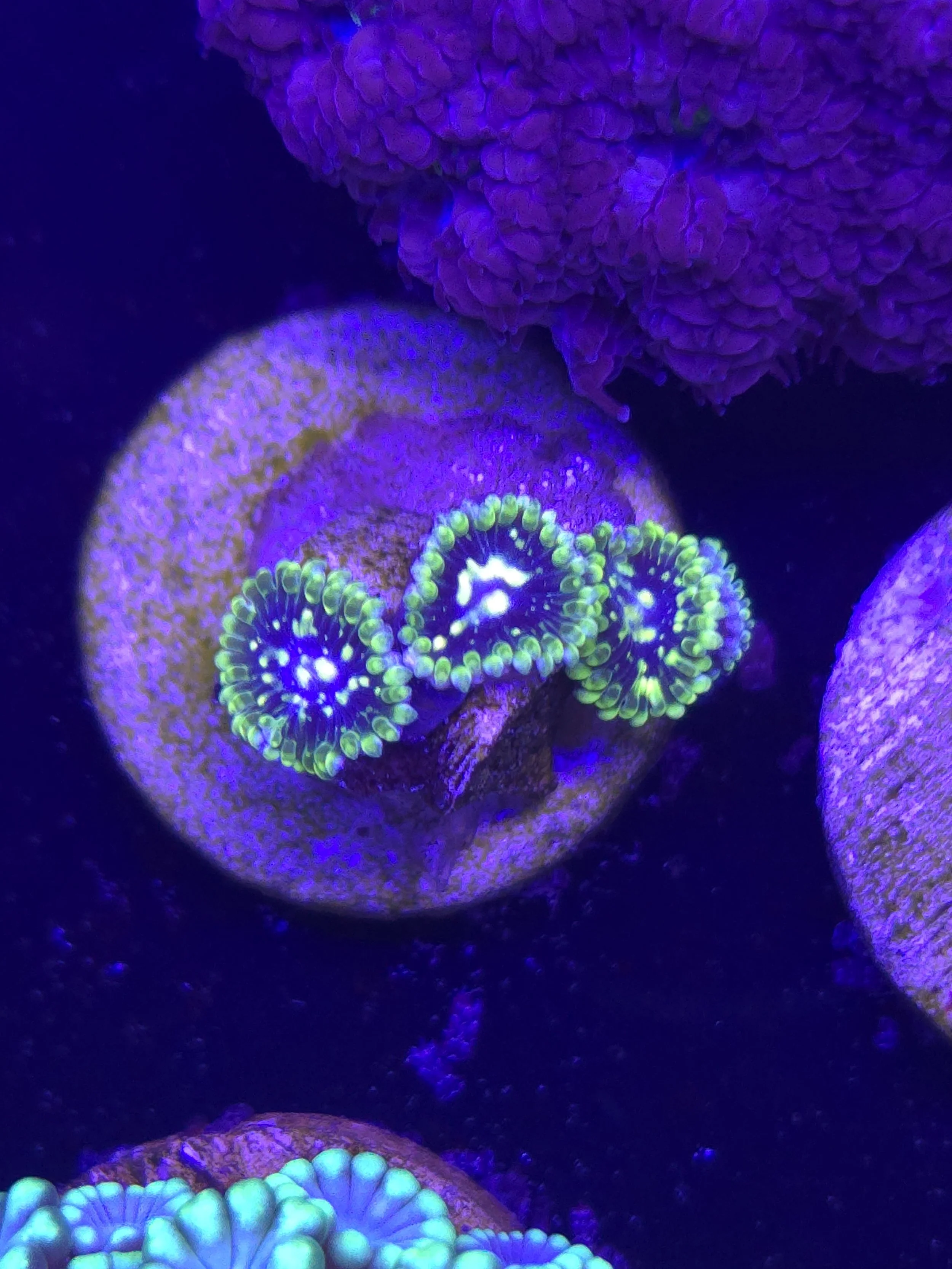 Exosphere zoa