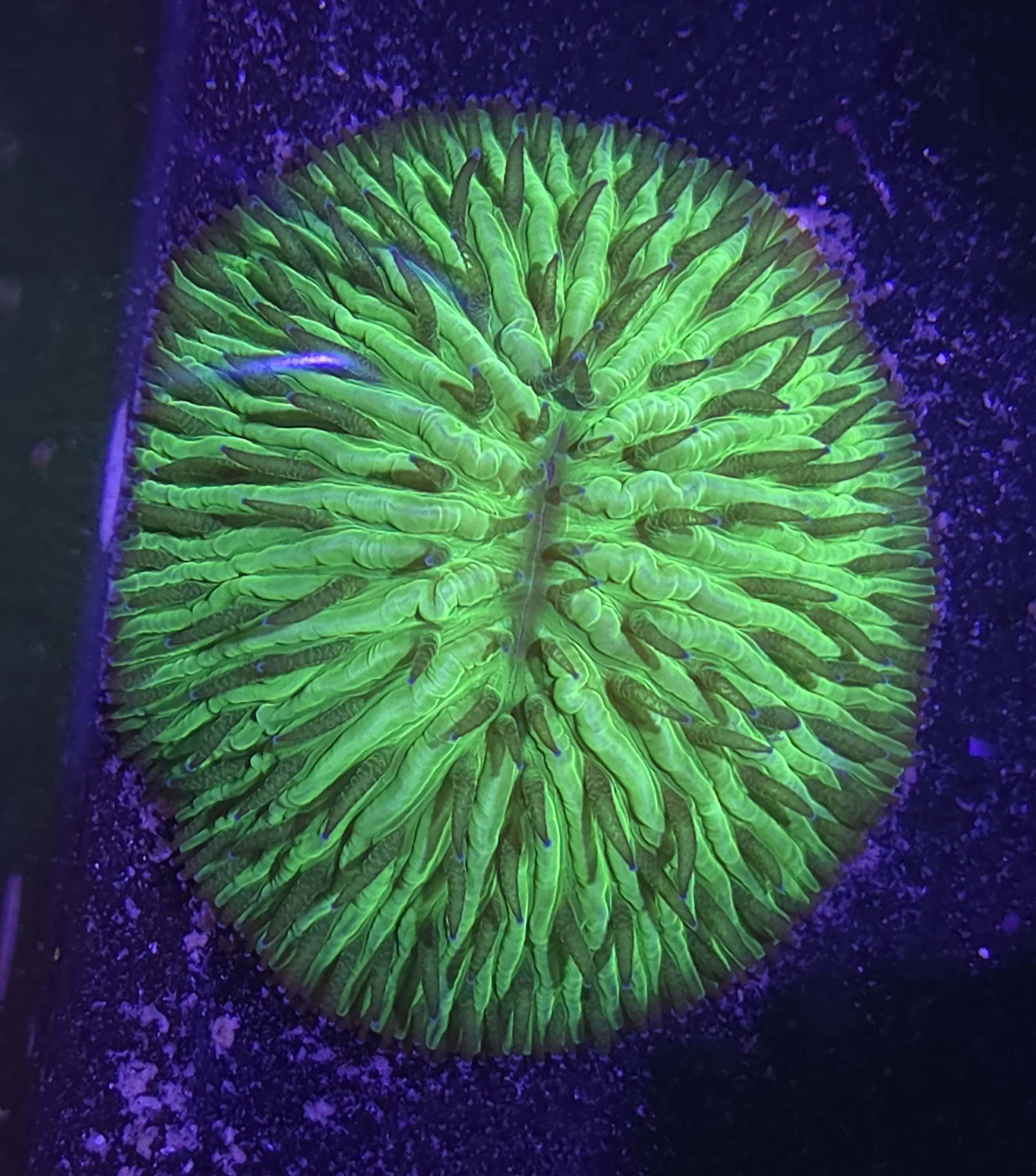 Neon green fungia plate coral