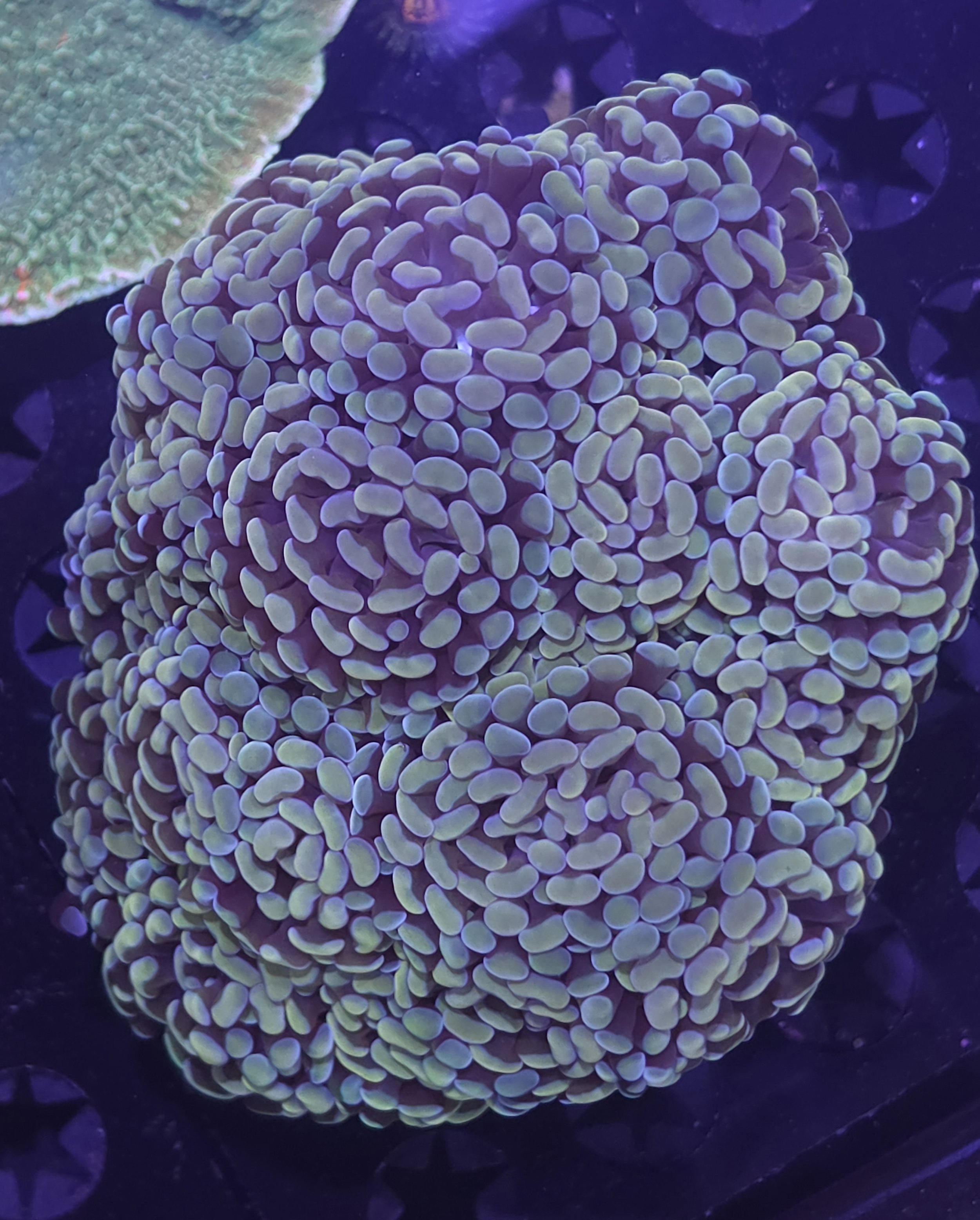 Gold hammer colony