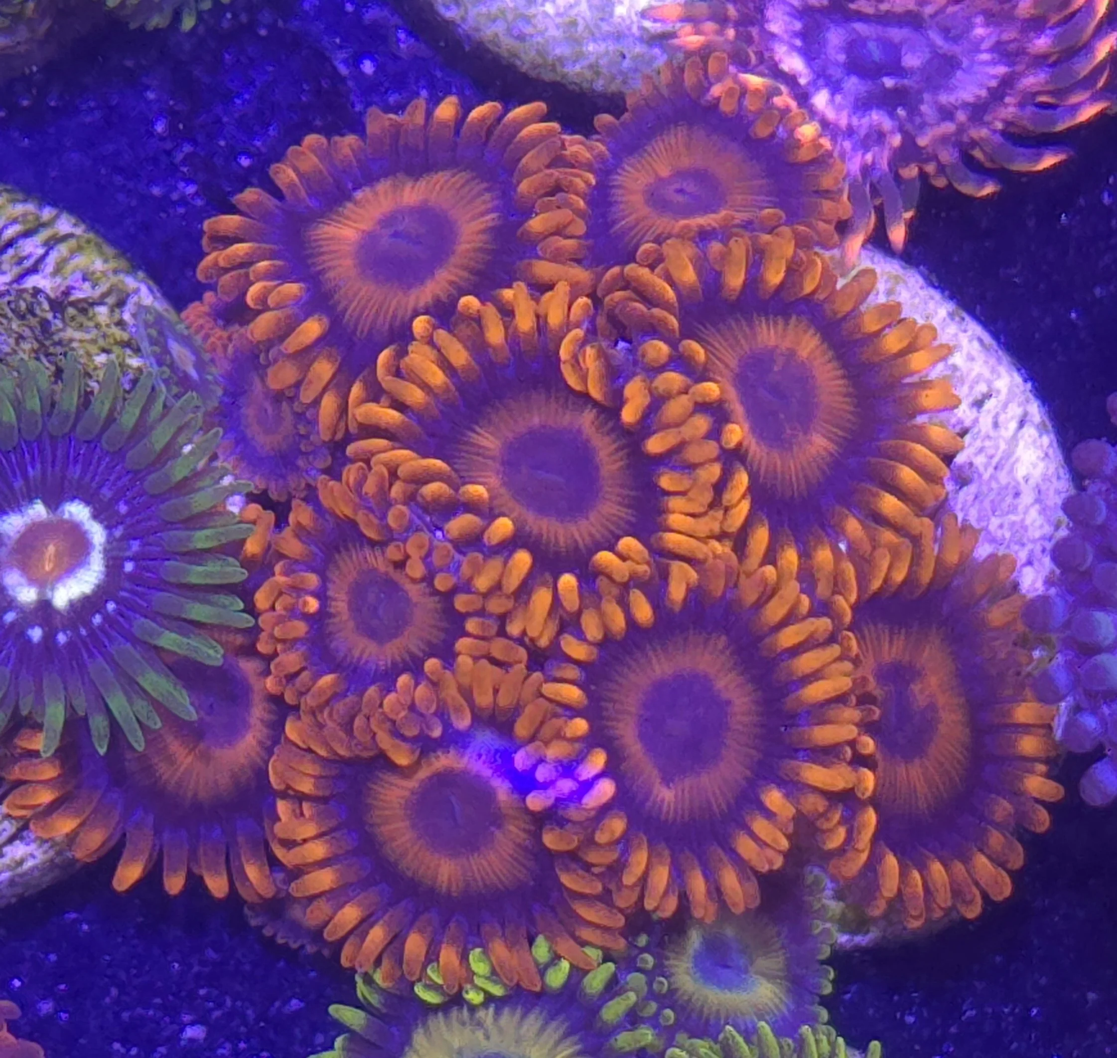 Orange oxide zoa