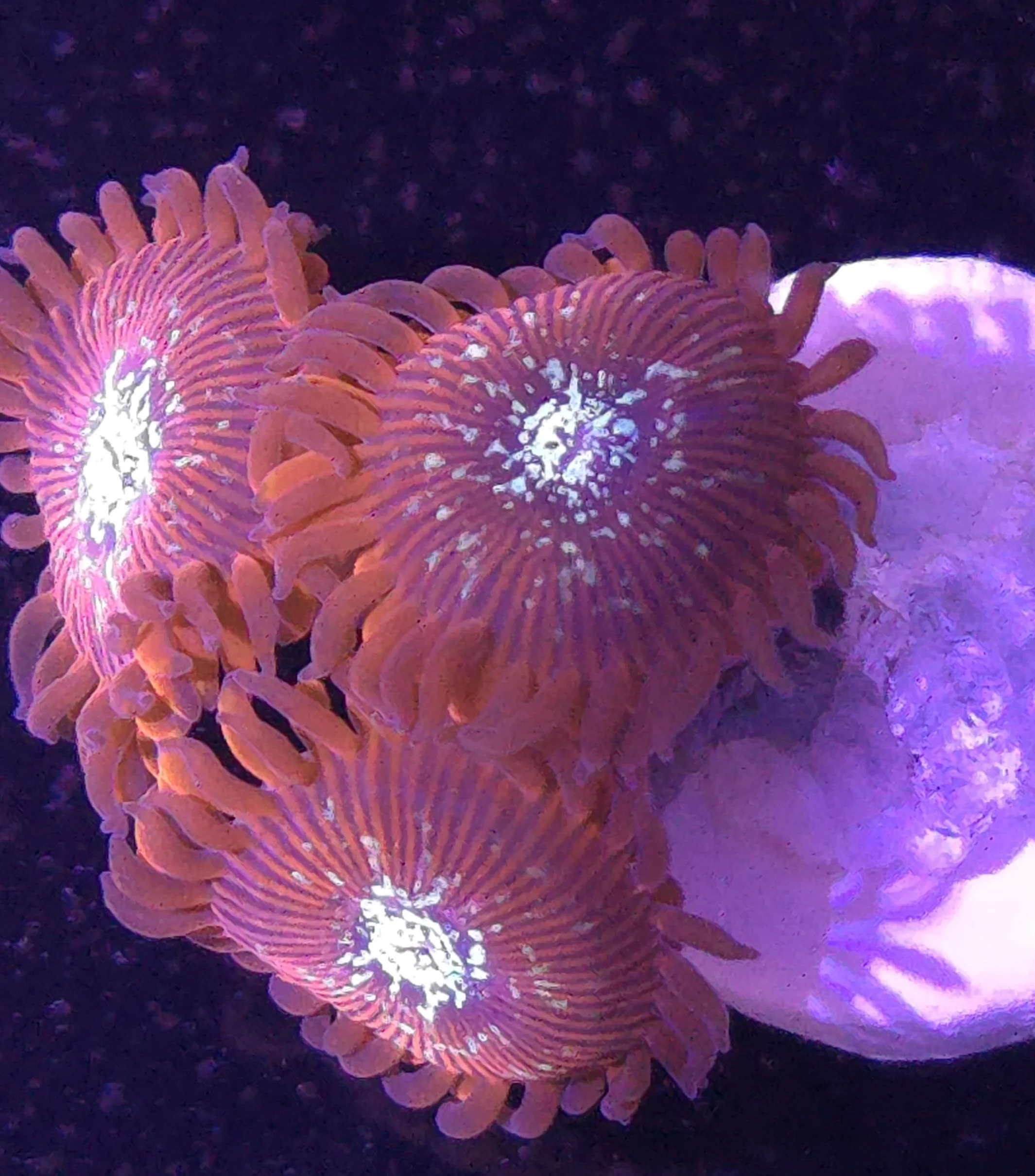 Magician Zoas