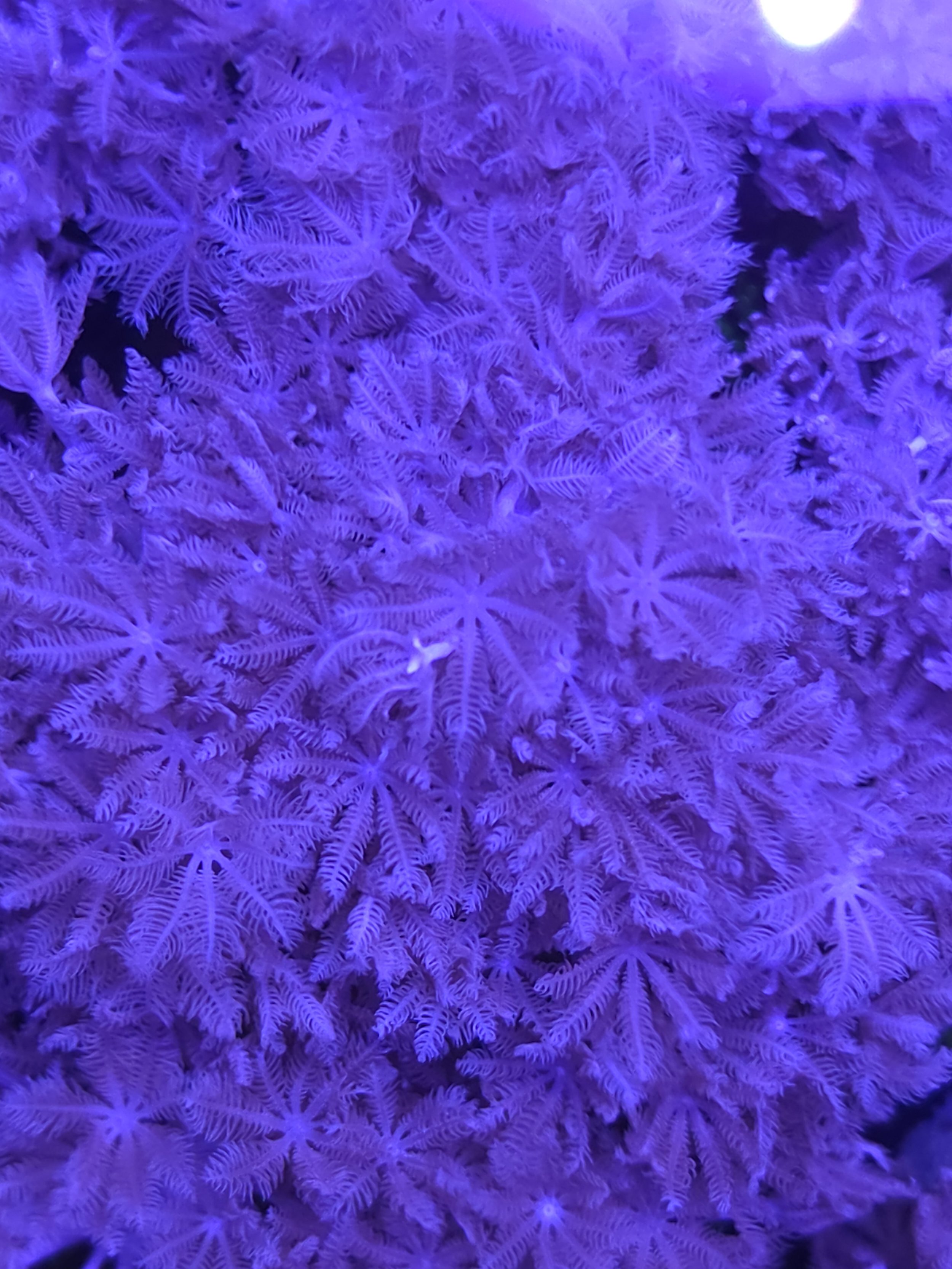 Pulsing pink pom pom xenia