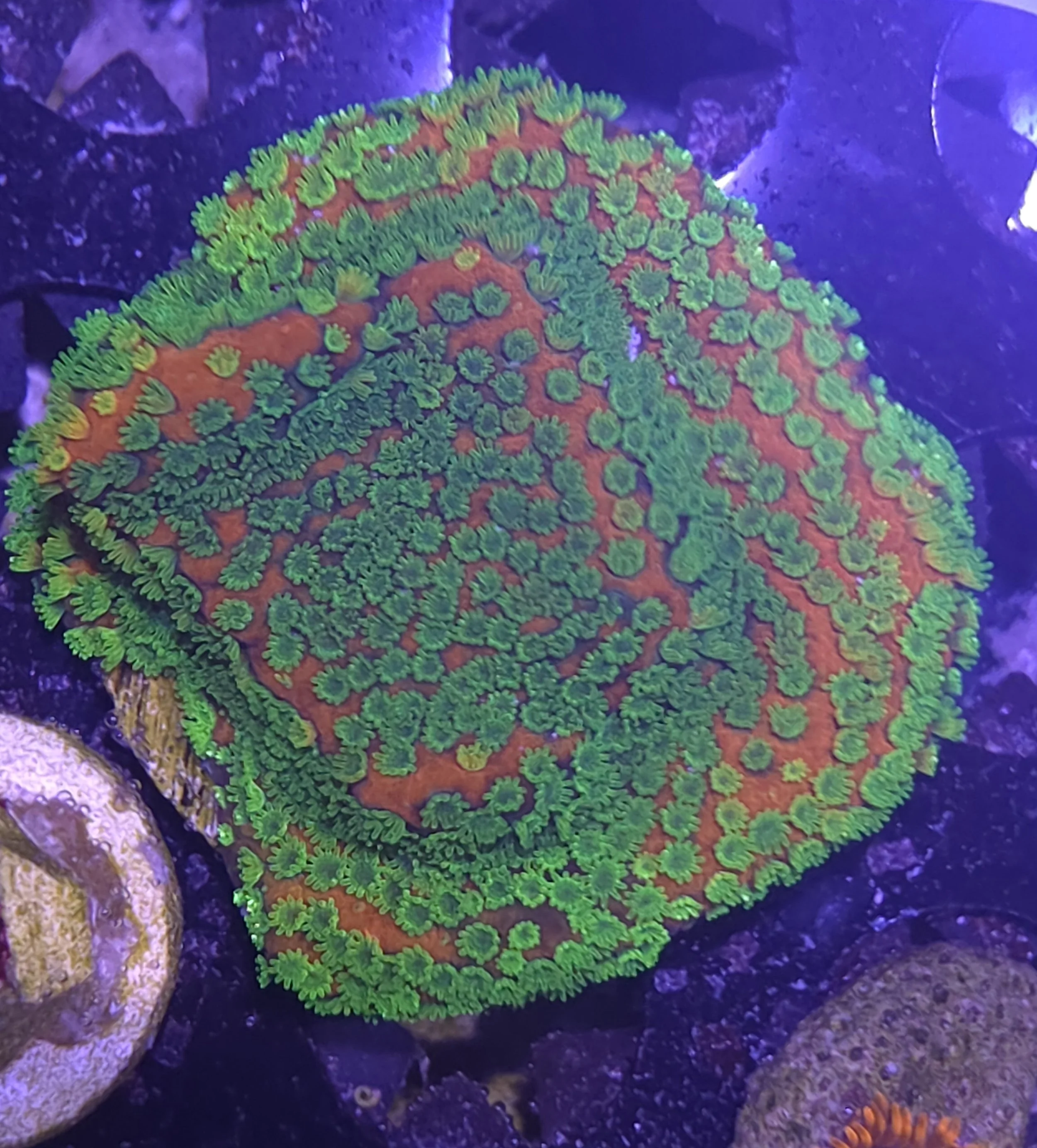 Sunset montipora