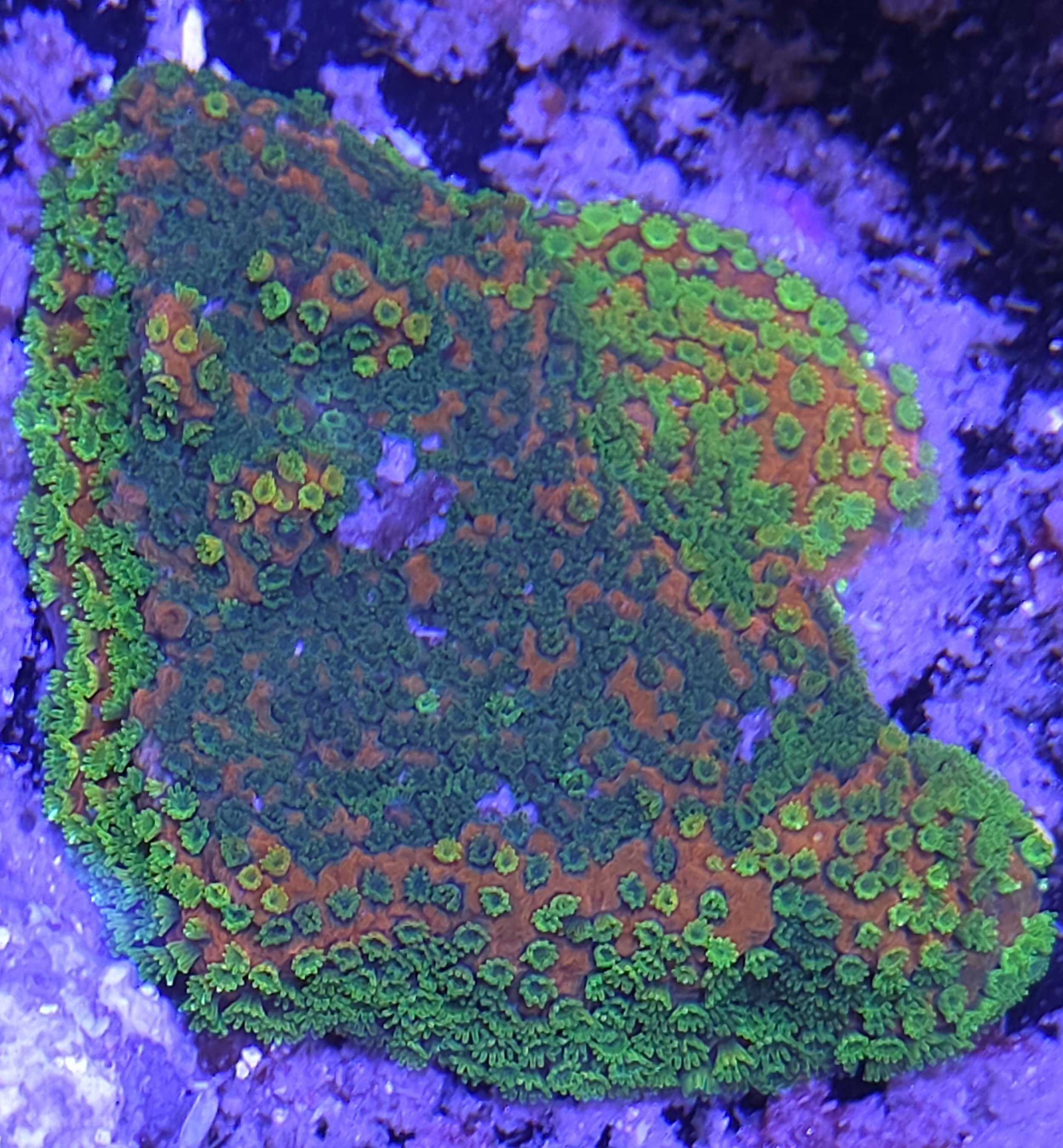 Sunset montipora
