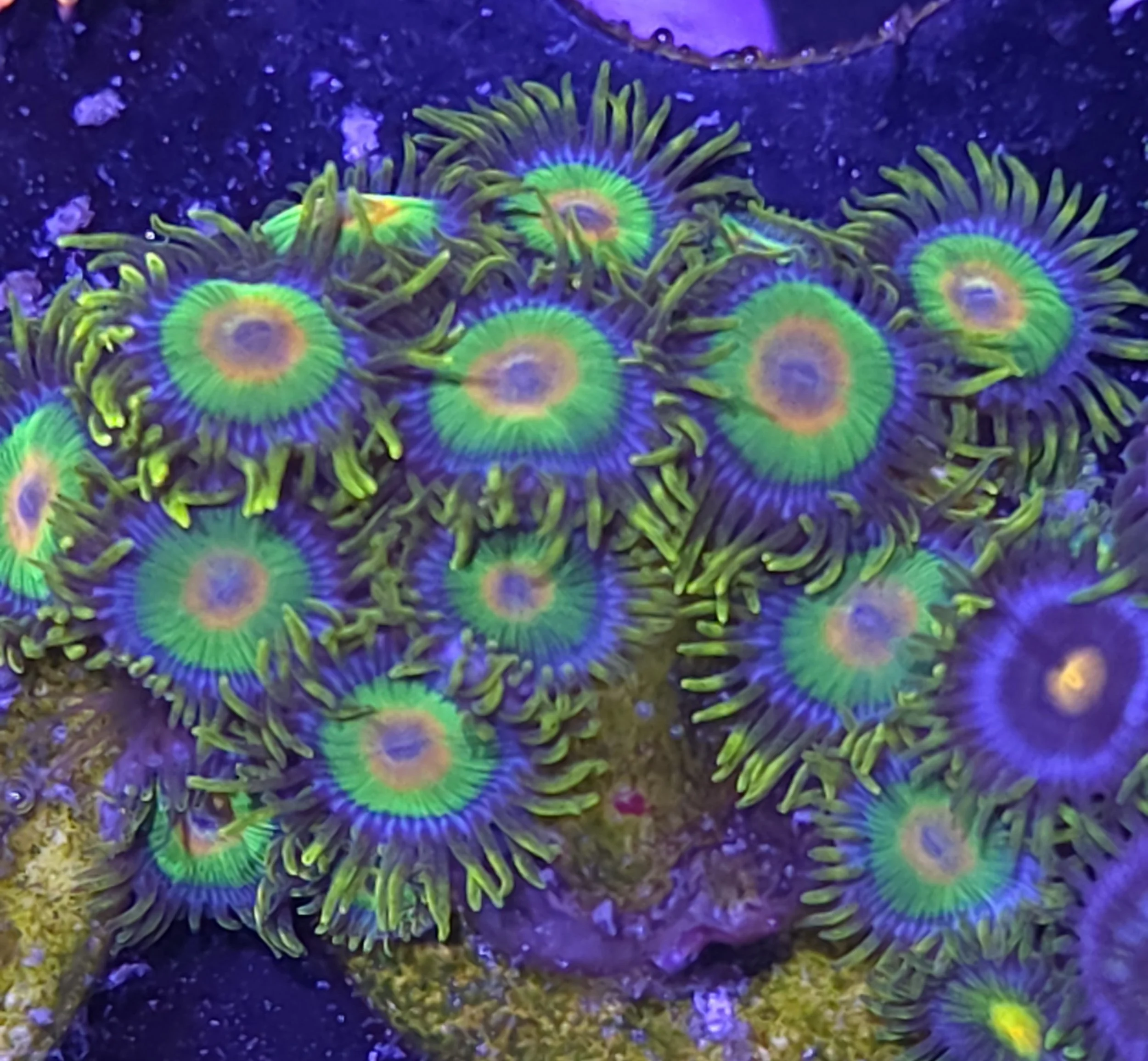 Rasta zoas