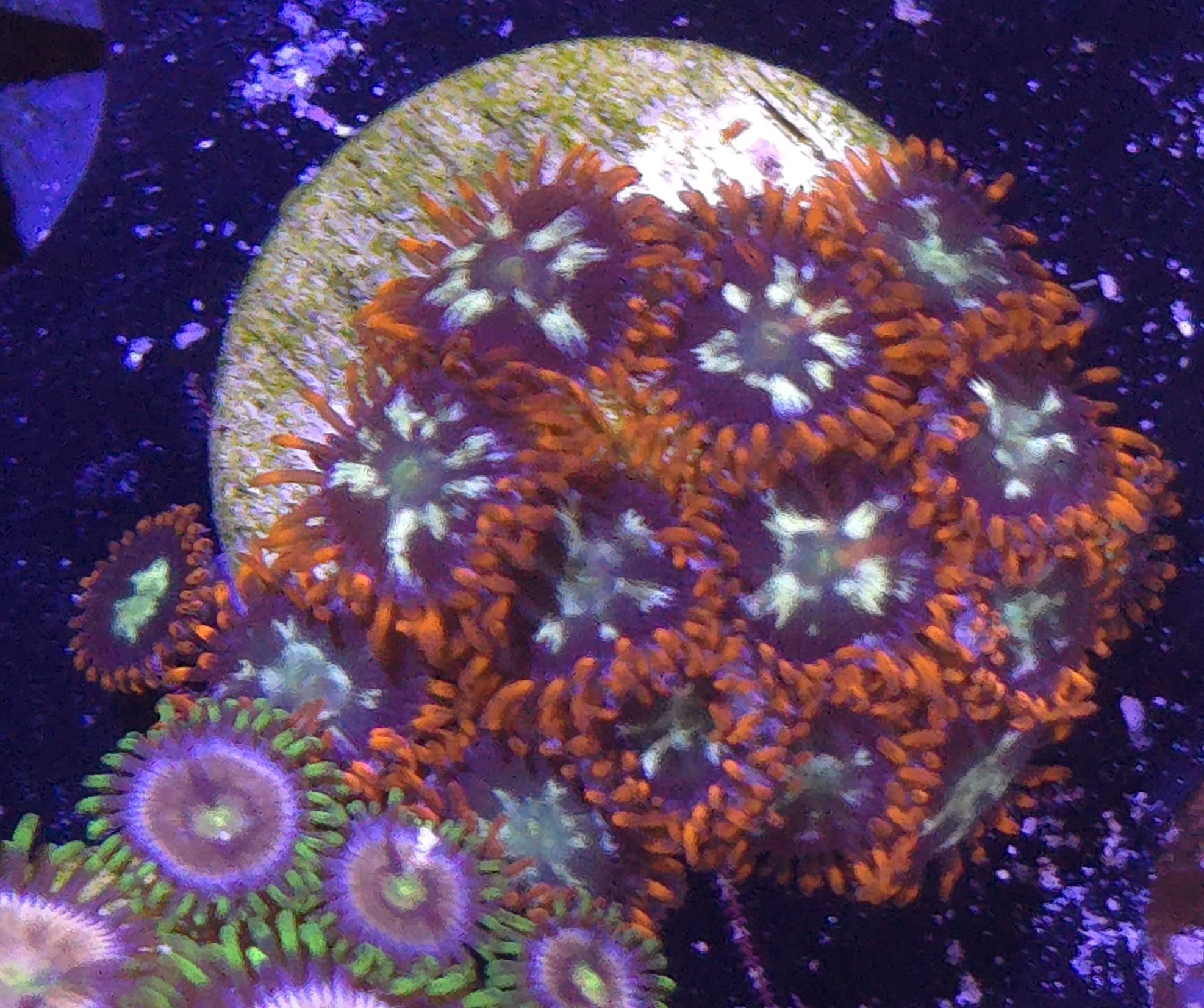 Alpha Omega zoa (aka firecracker)