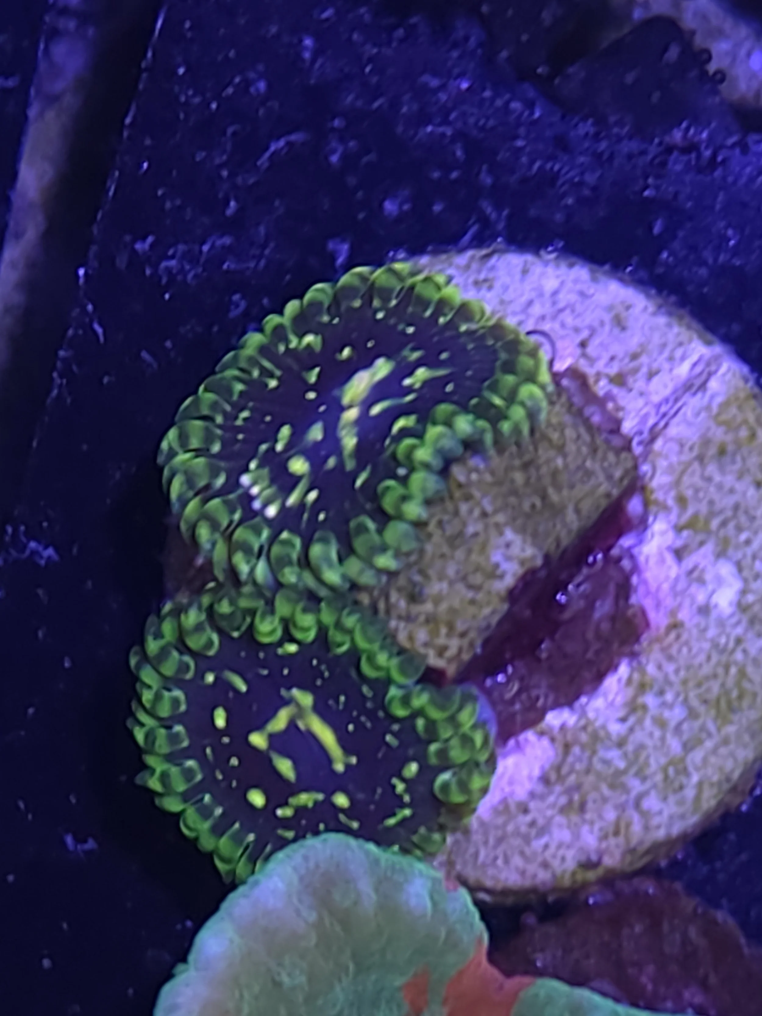 Exosphere zoas