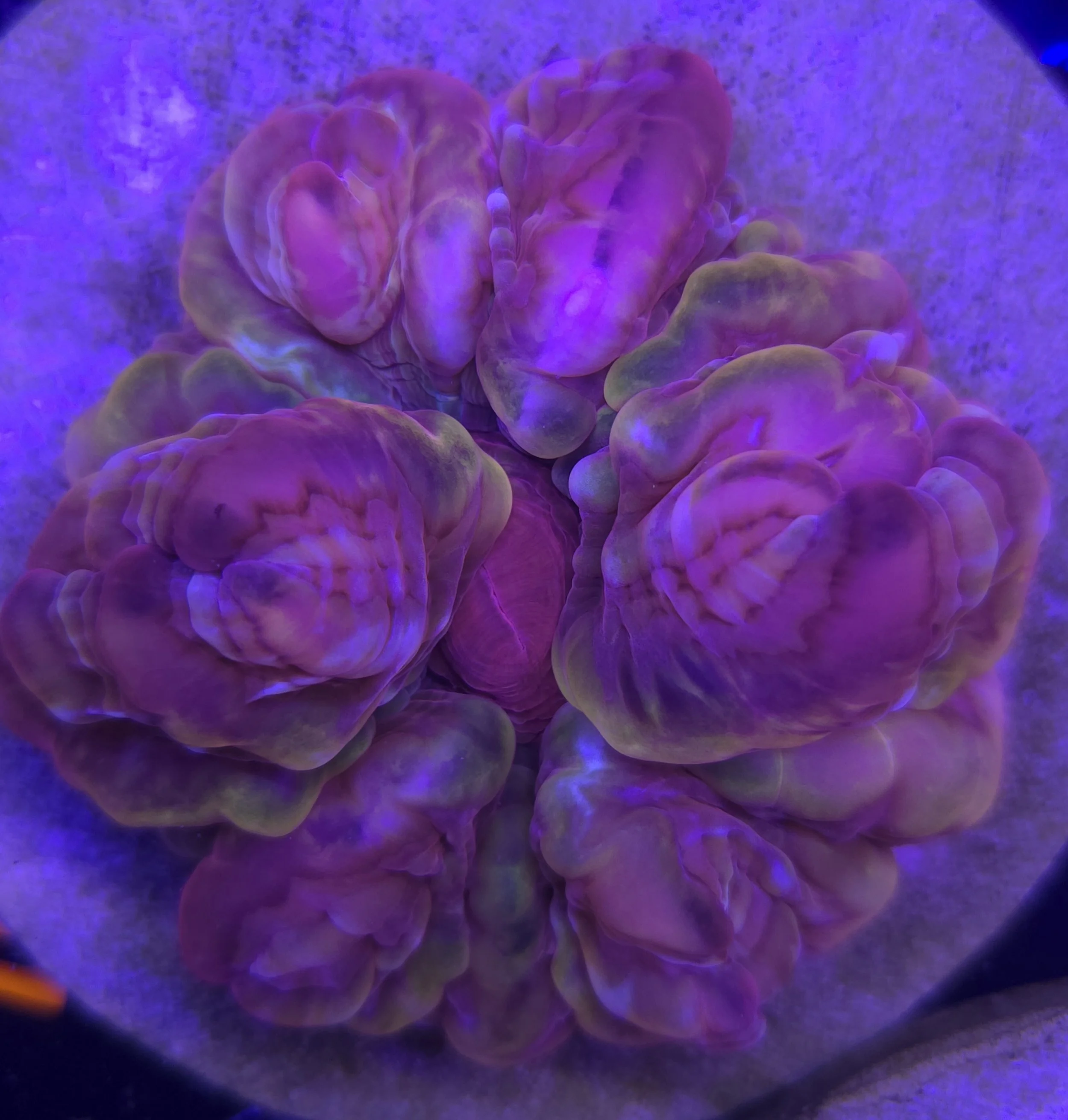 Rainbow red cynarina