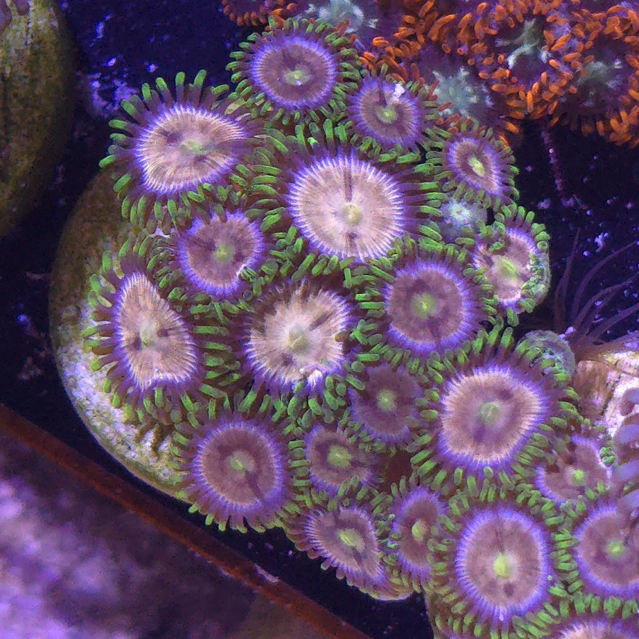 Lazer Lemon zoas