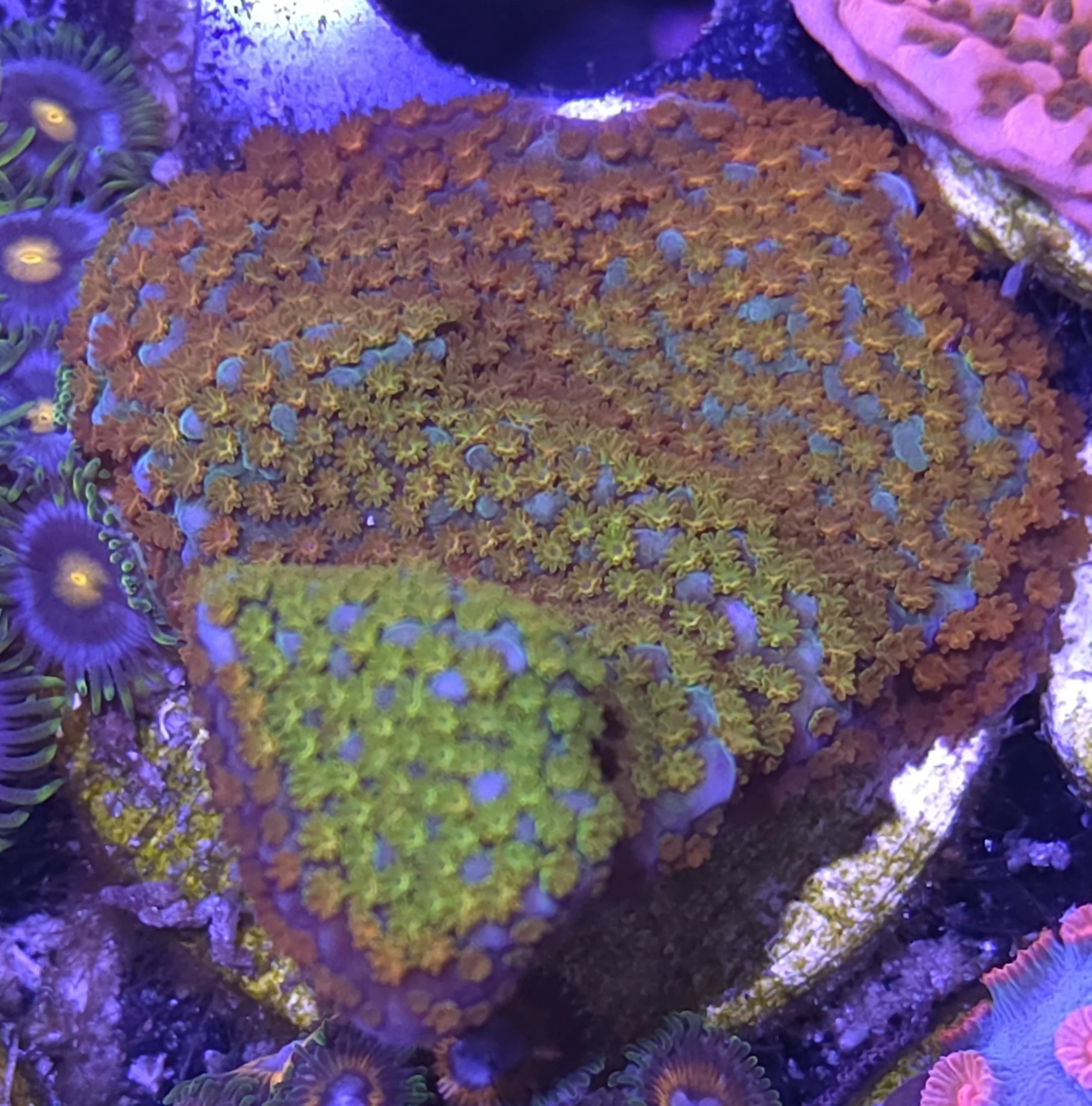 Rainbow montipora