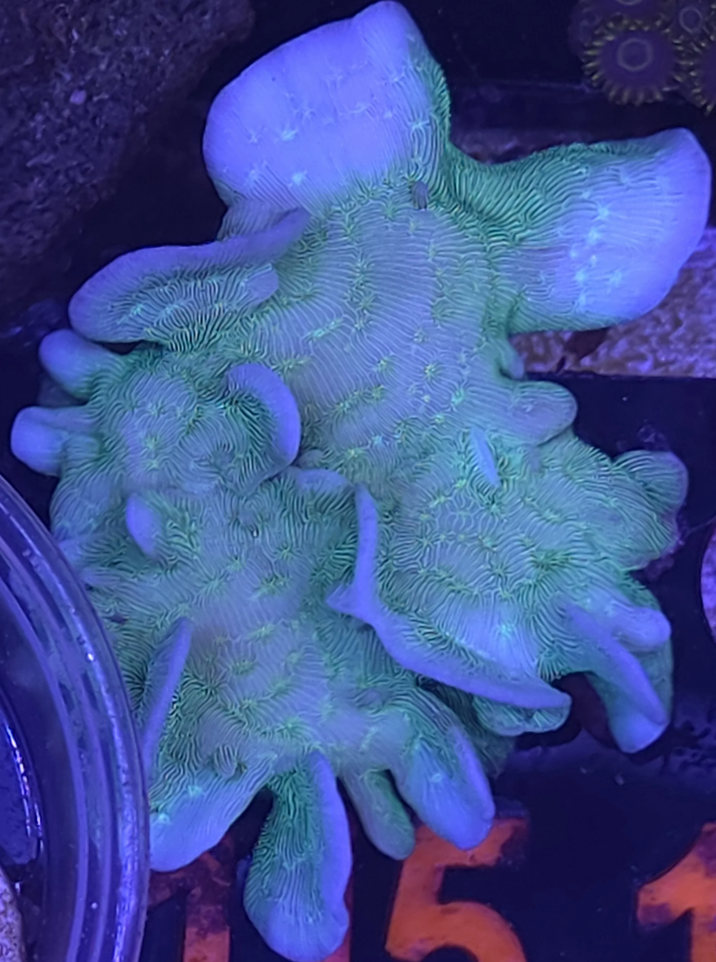 Pavona cactus coral