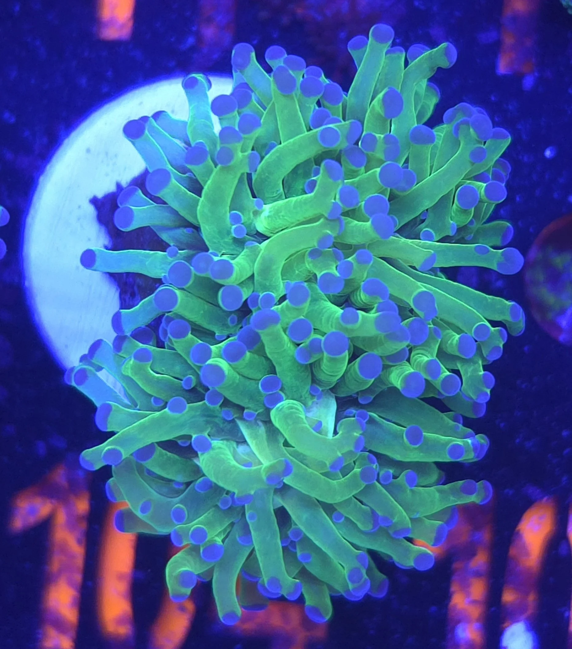 Purple tip frogspawn
