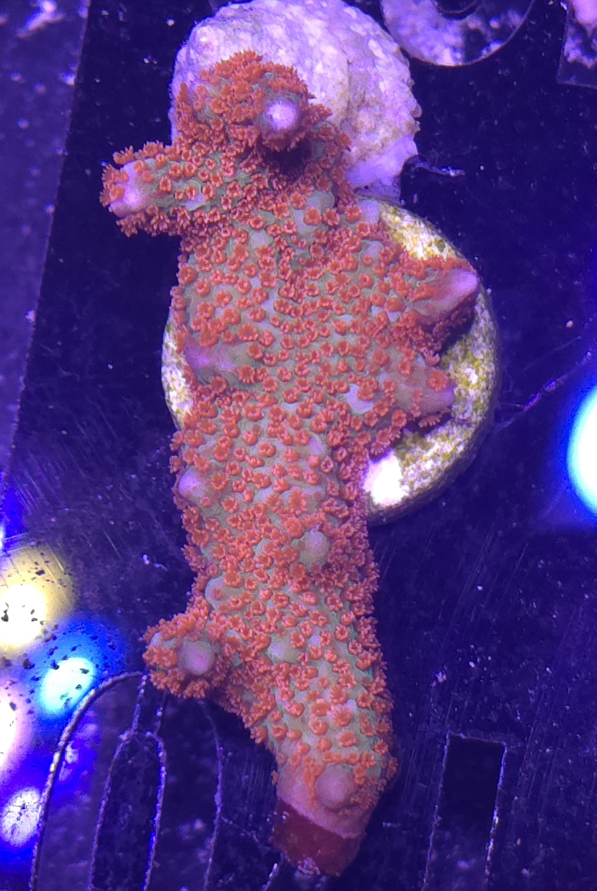 Forest fire Montipora digitata