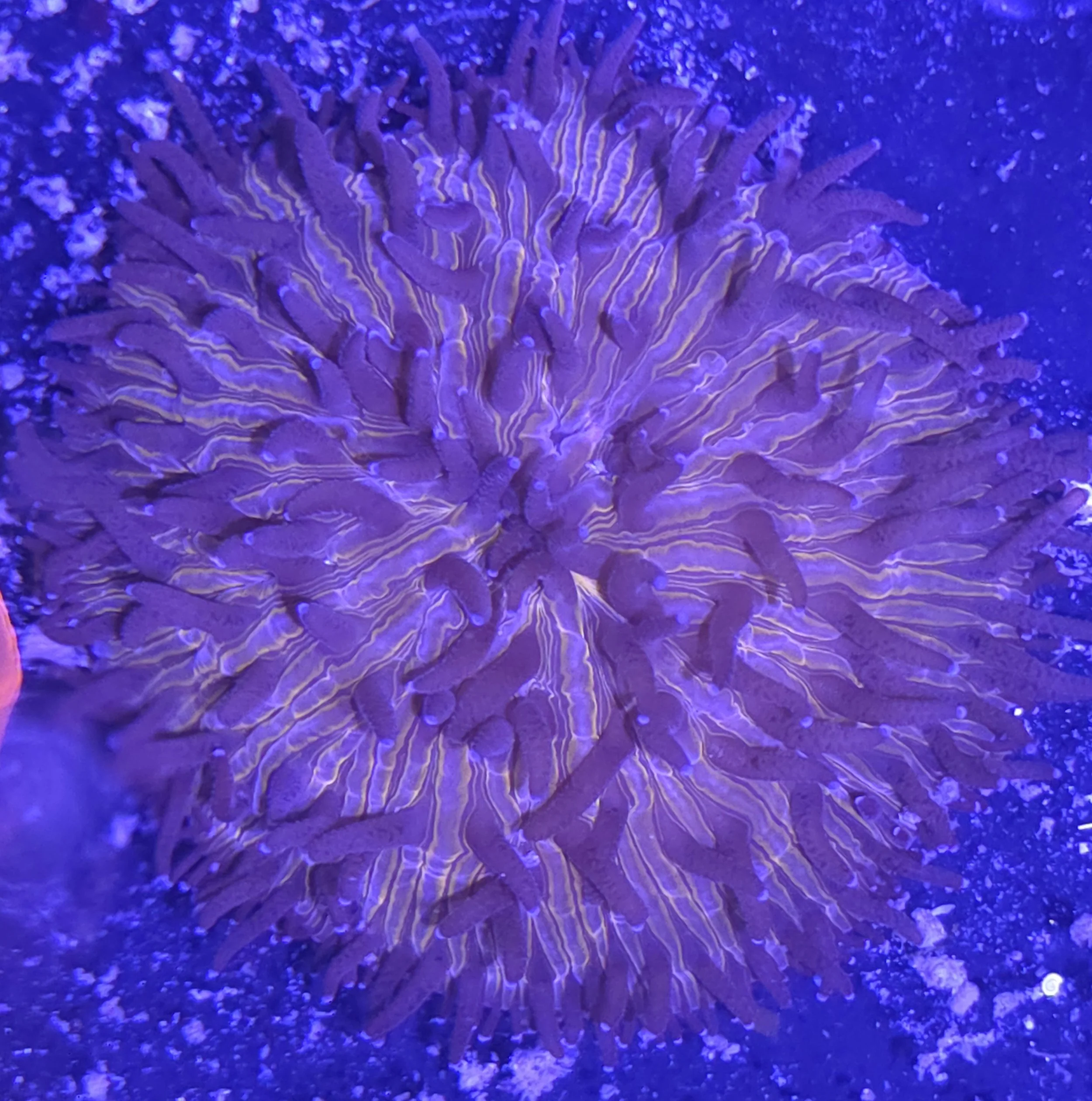 Orange fungia plate coral