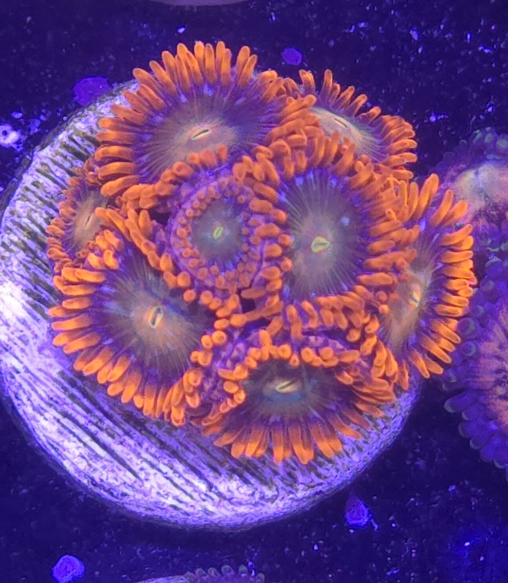 Punk rocker zoas