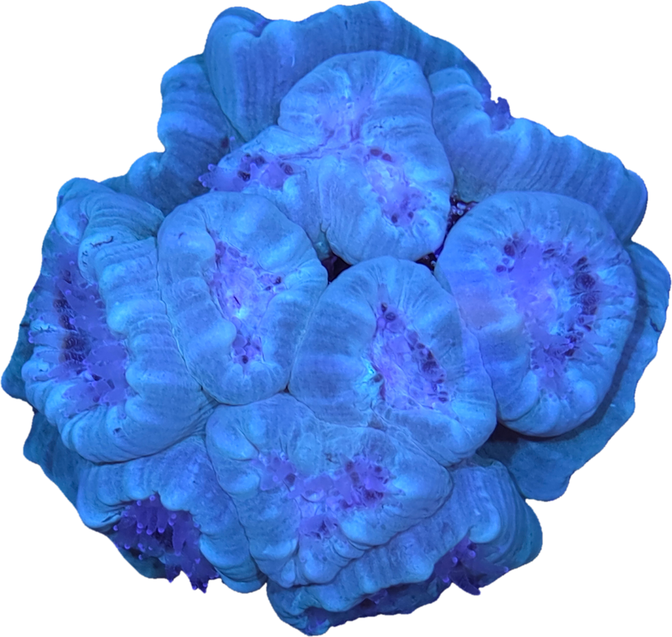 28714.png