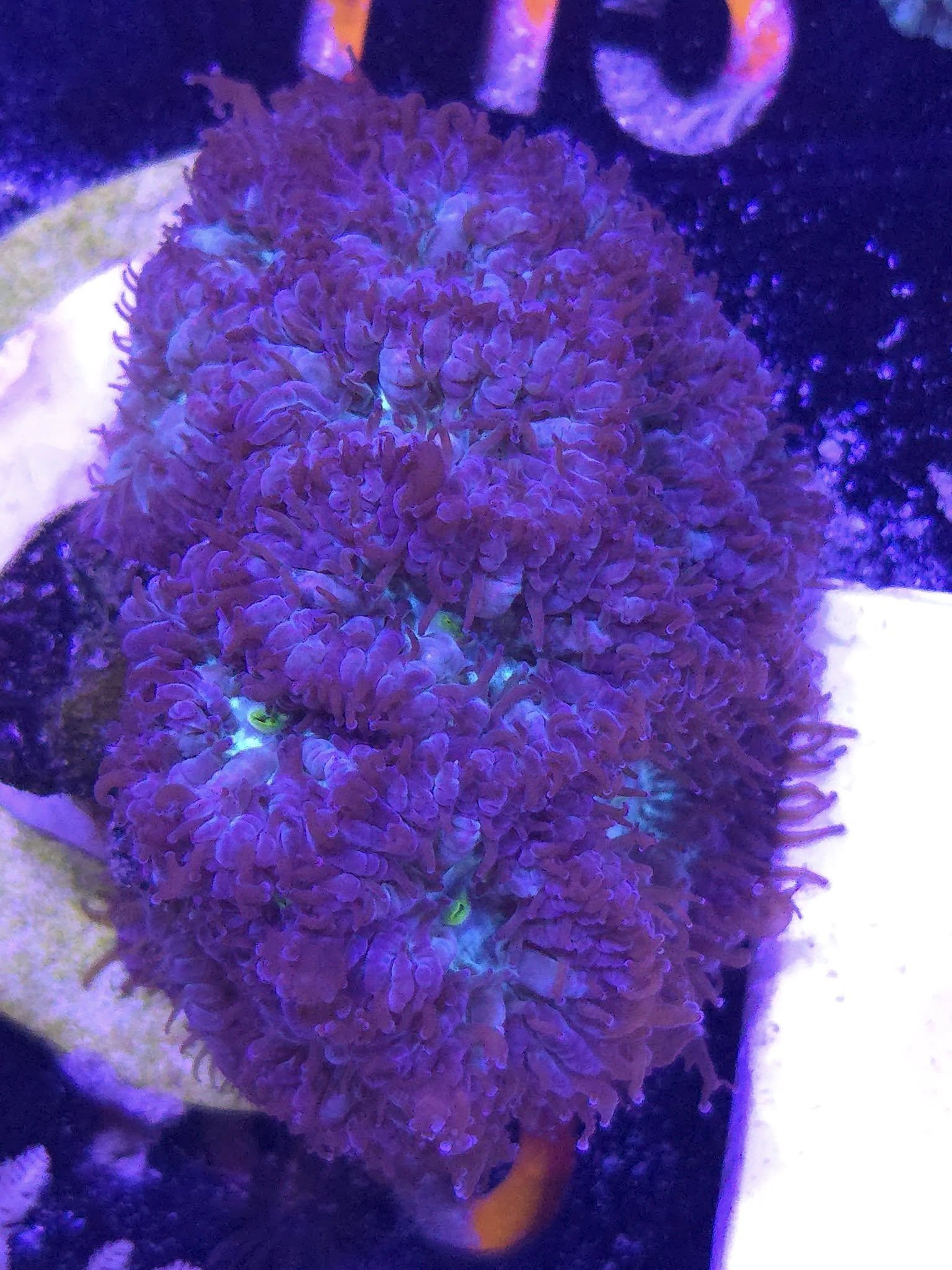 Blastomussa Merletti Mini Colony