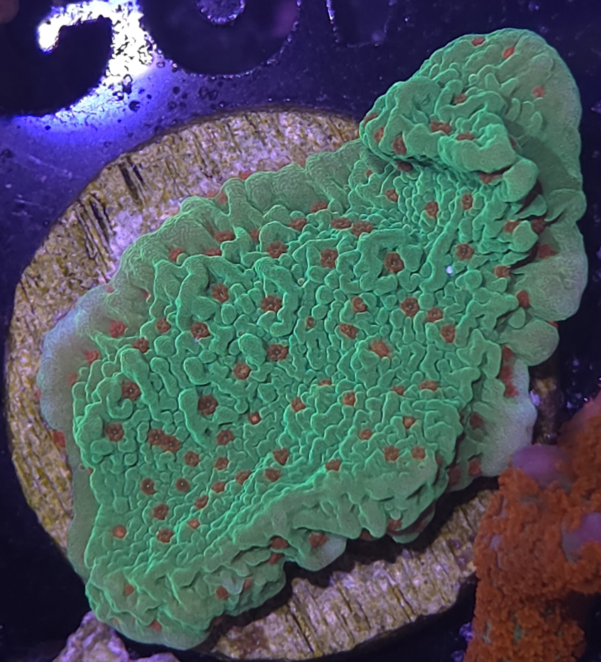 Seasons greetings montipora