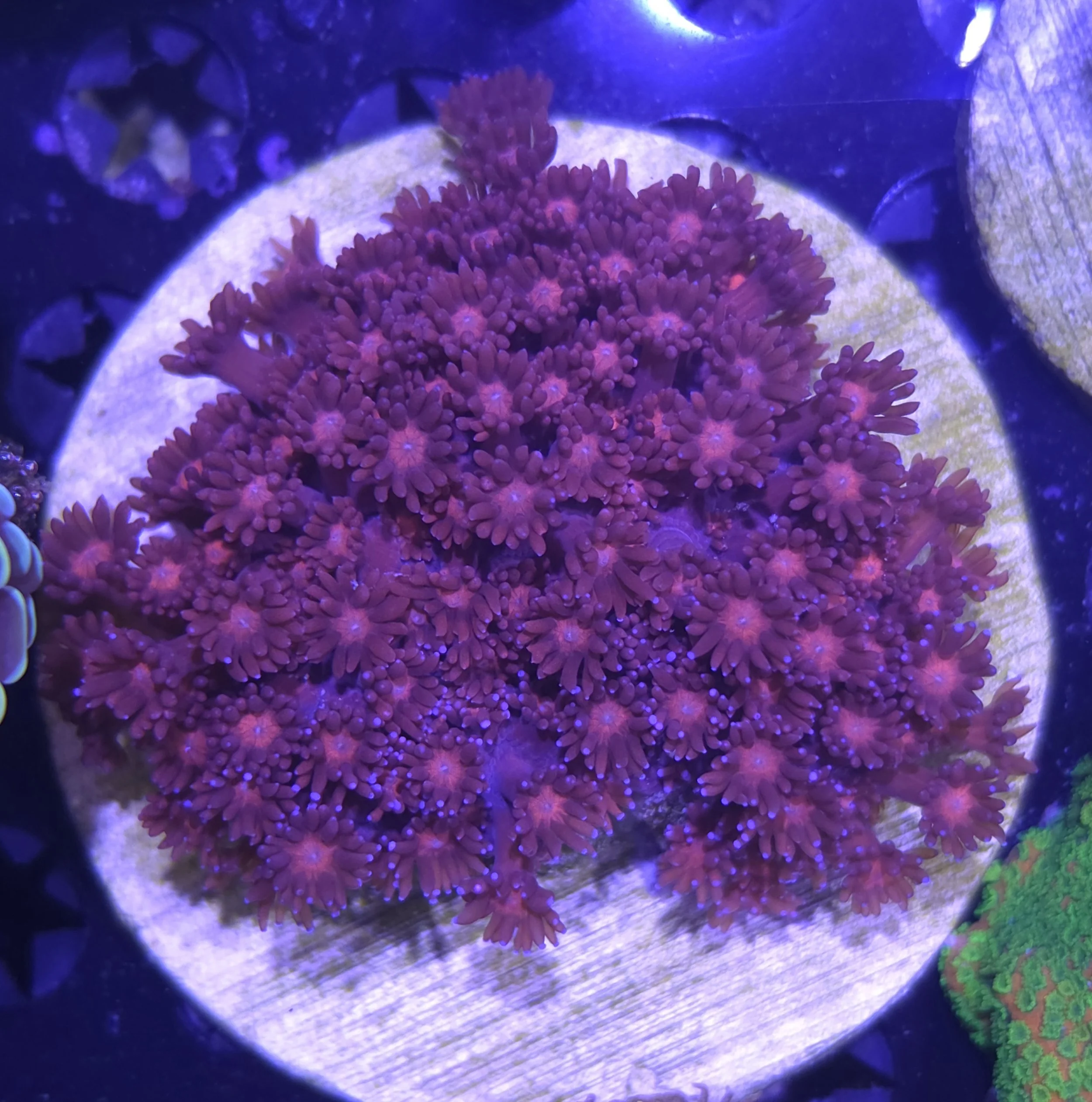 Blue tipped goniopora colony