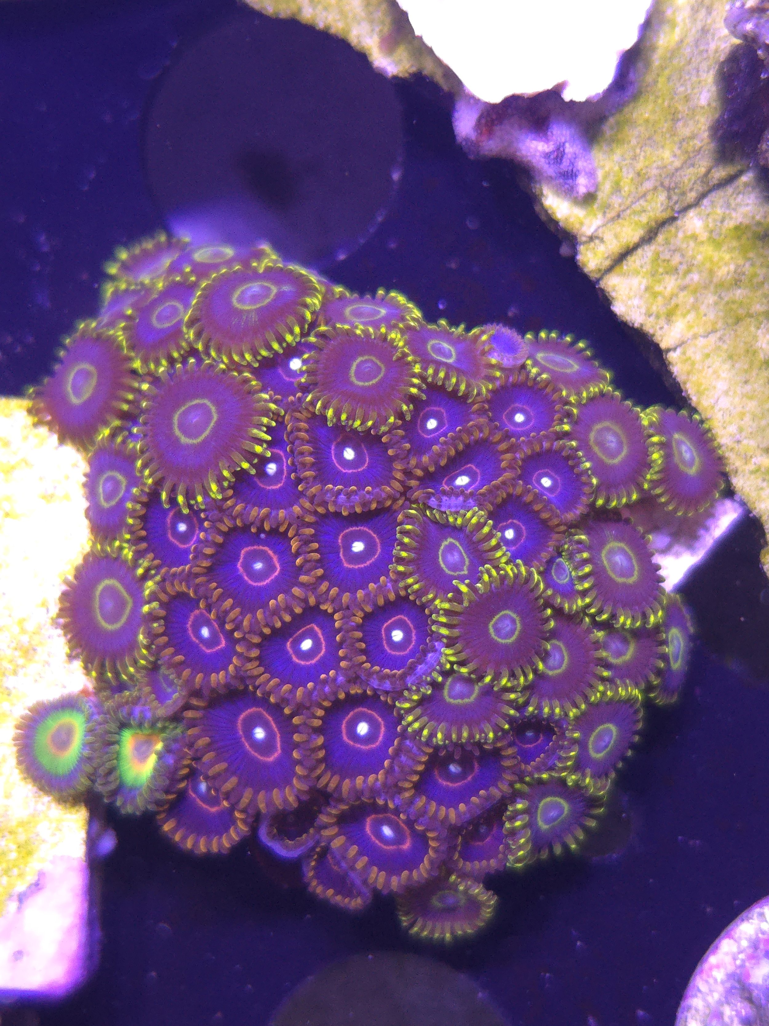 Purple and red hornet zoa disc