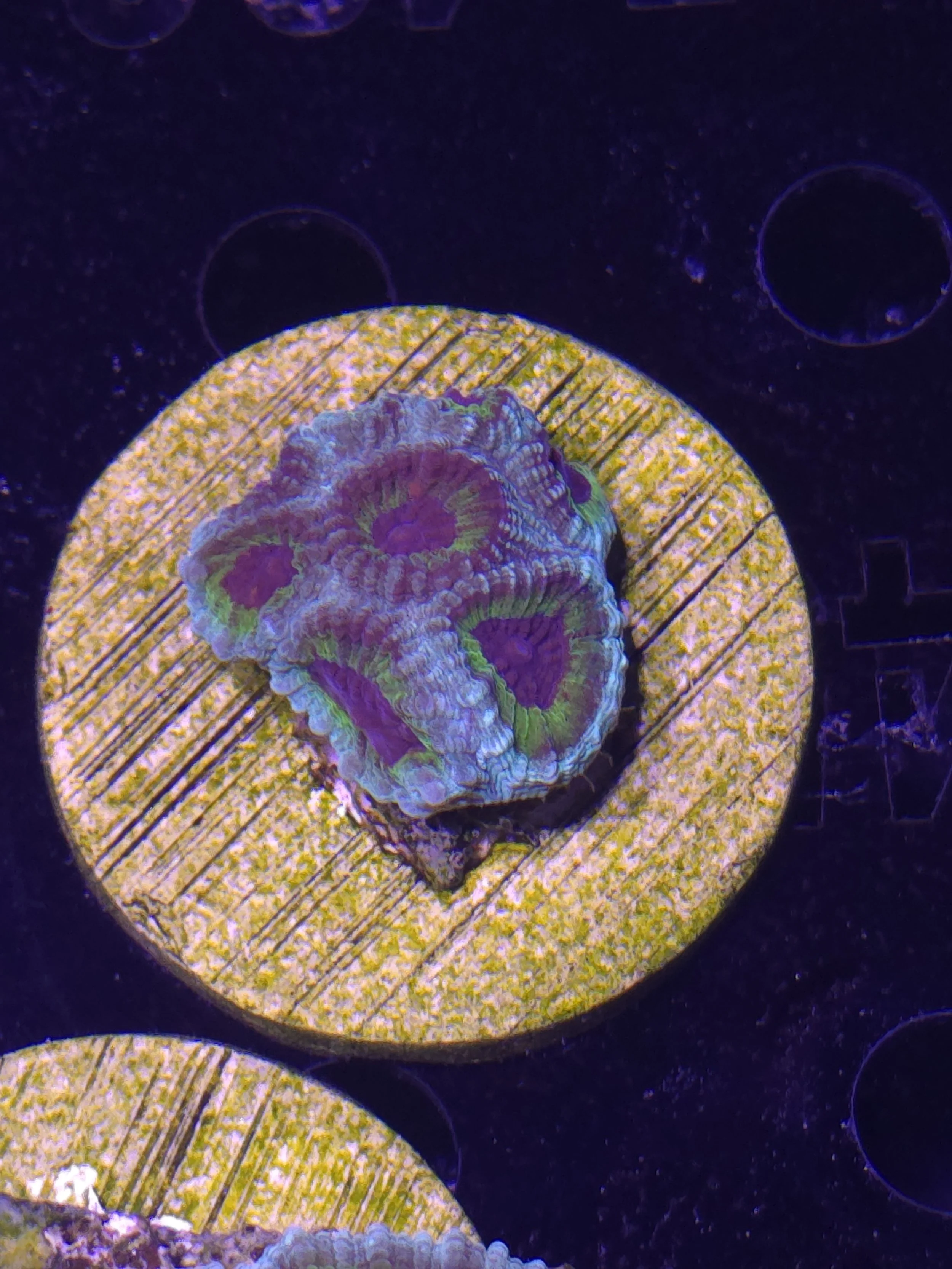 Purple people eater favia