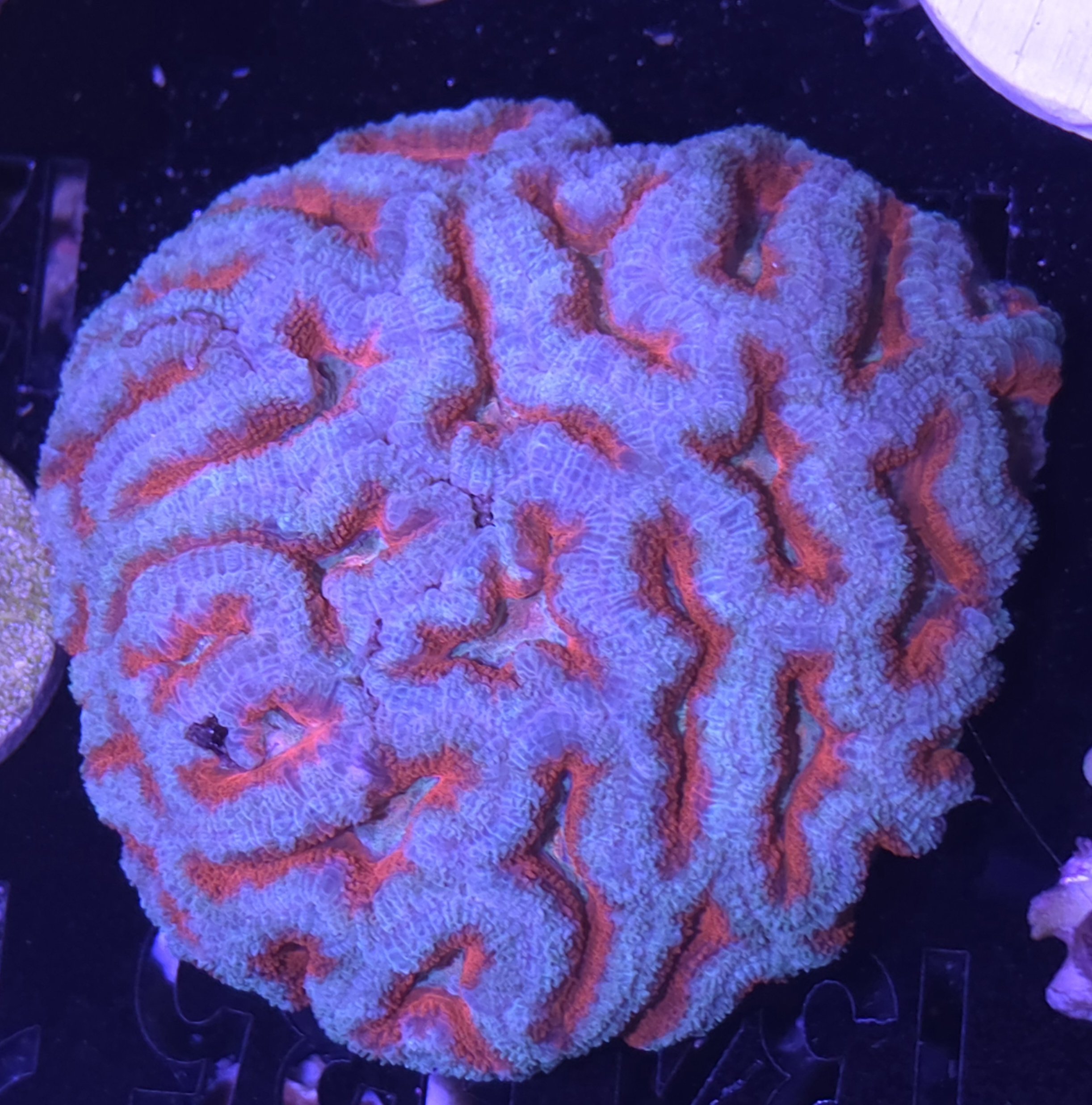 Ultra Acan Colony