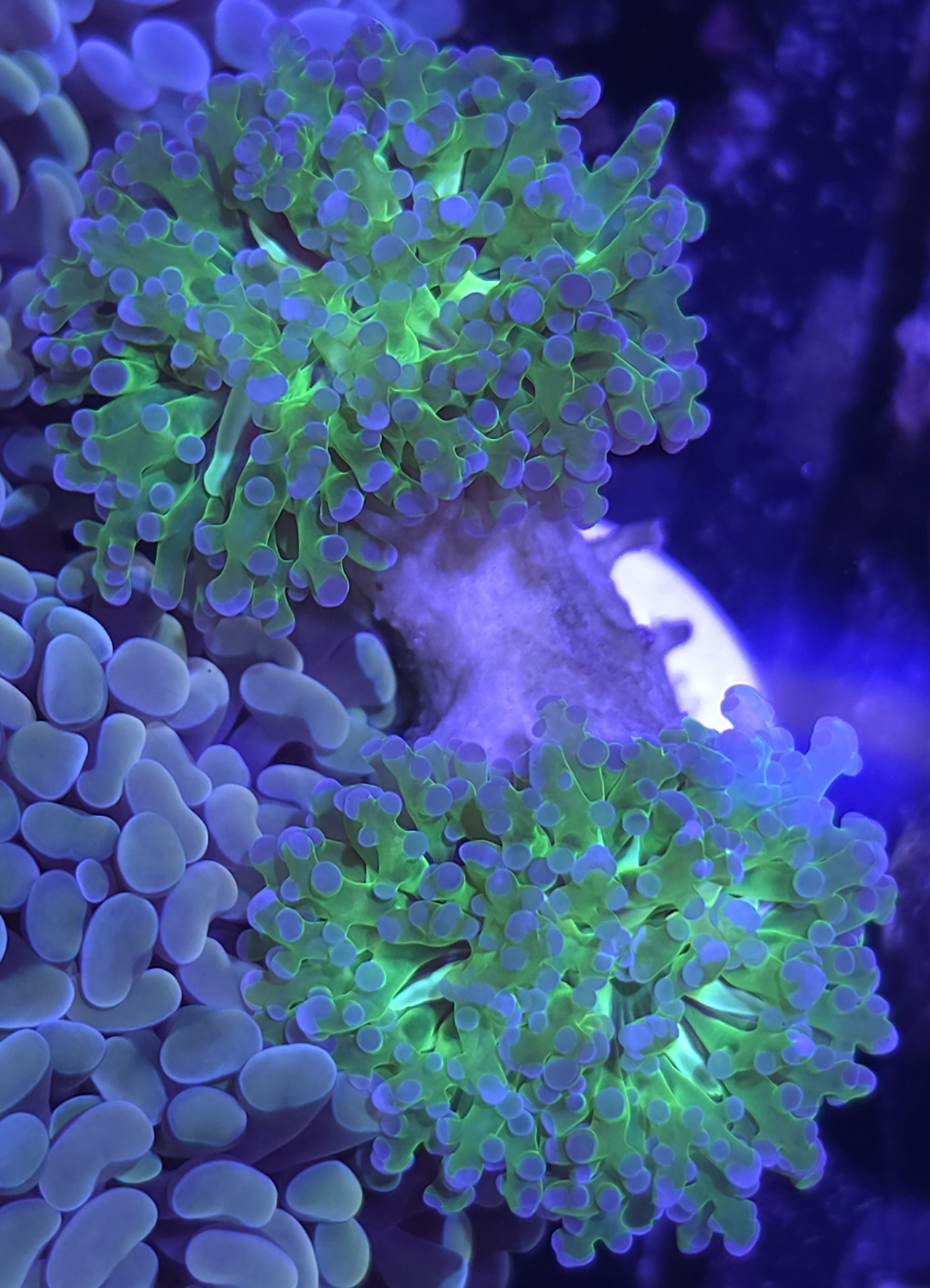 Purple tip green frogspawn