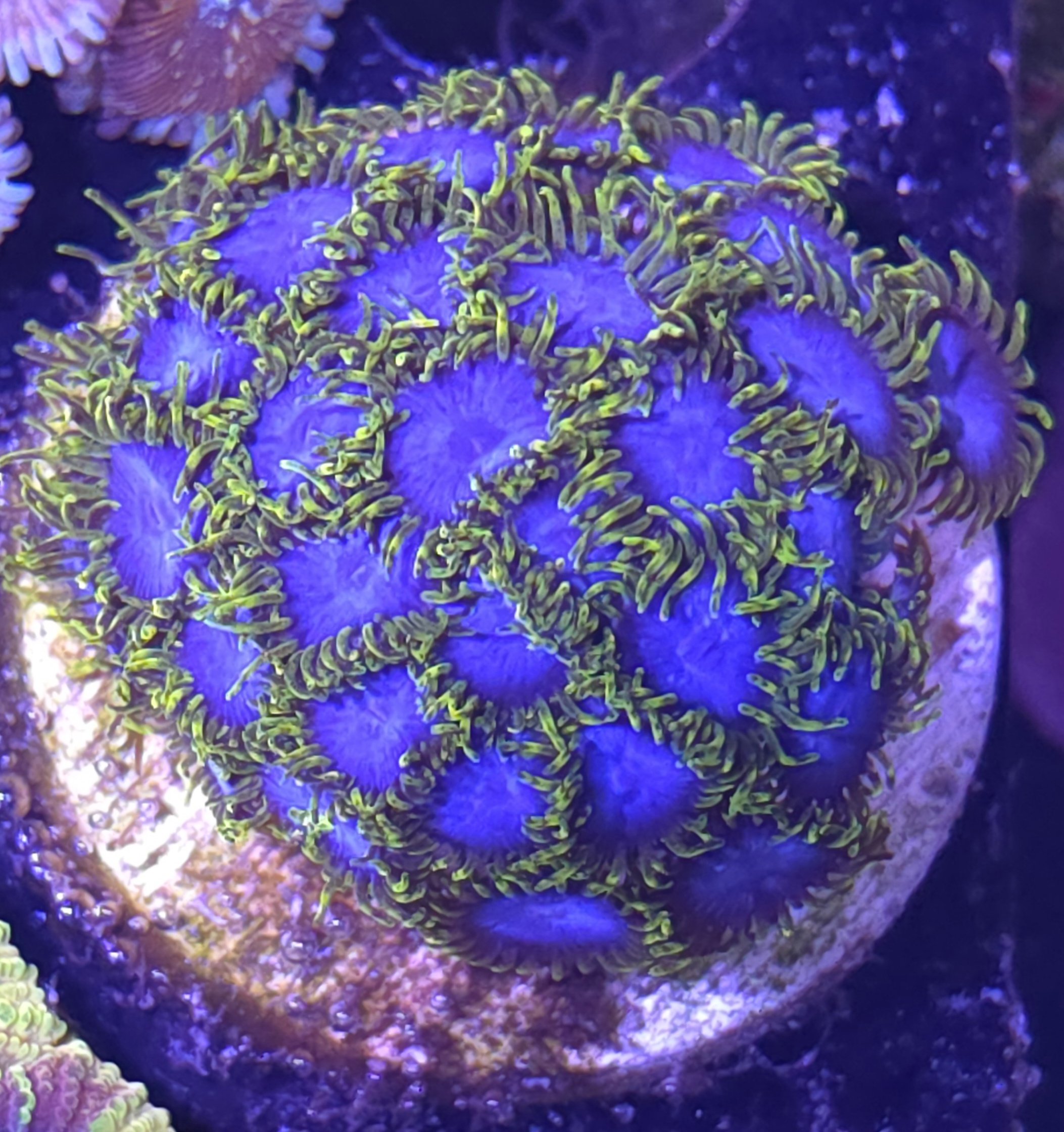 Blue phoenix zoa